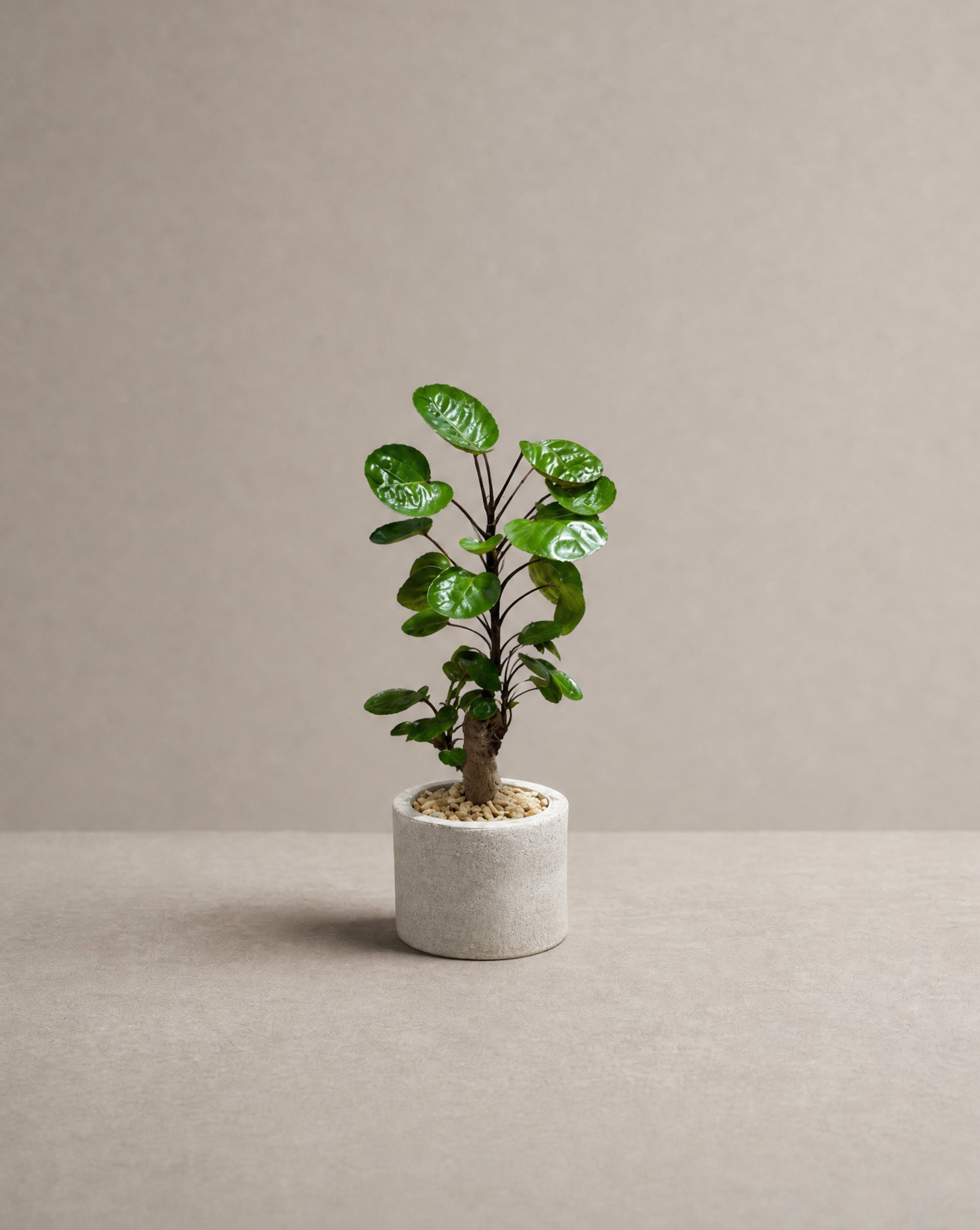 金錢兜 — Polyscias guilfoylei