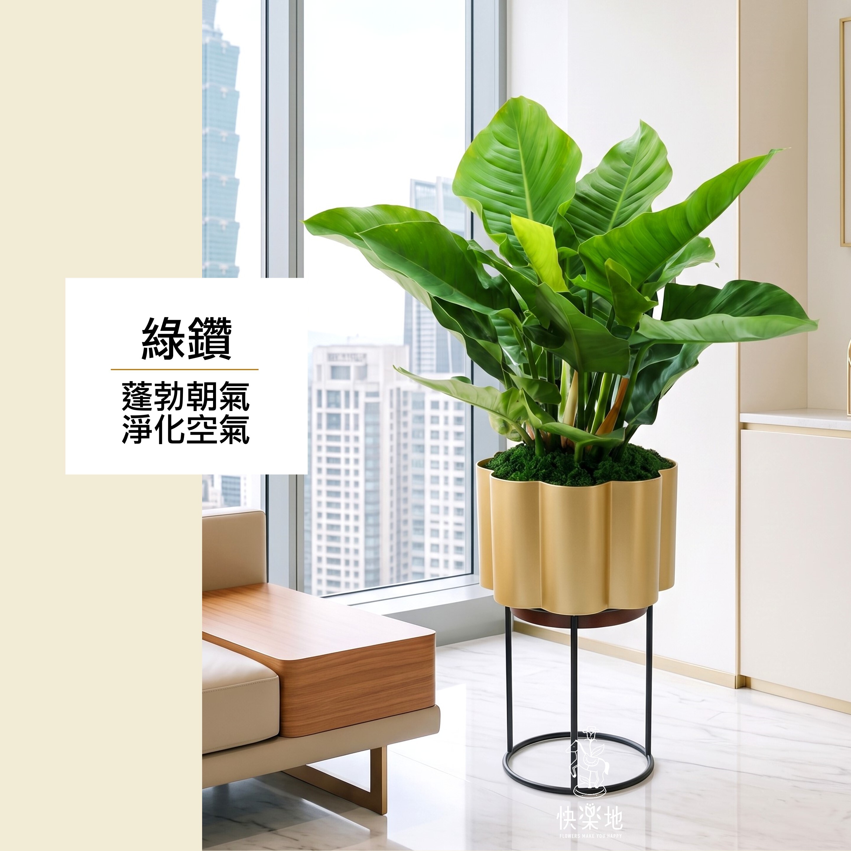 綠鑽蔓綠絨  LP260258