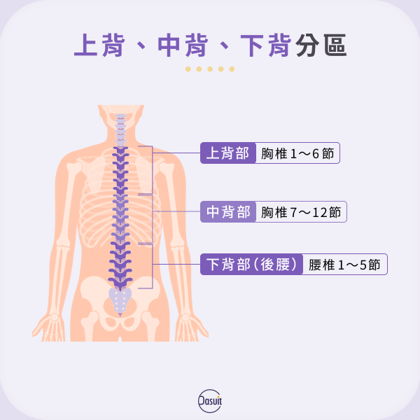 上背、中背、下背分區