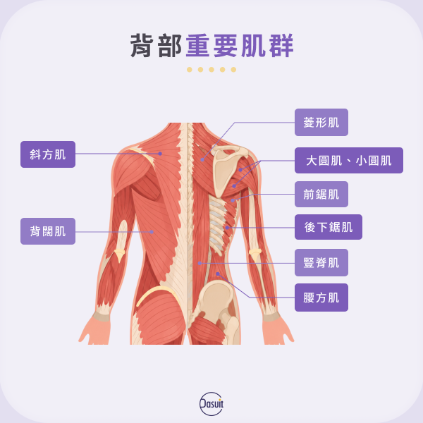 背部重要肌群