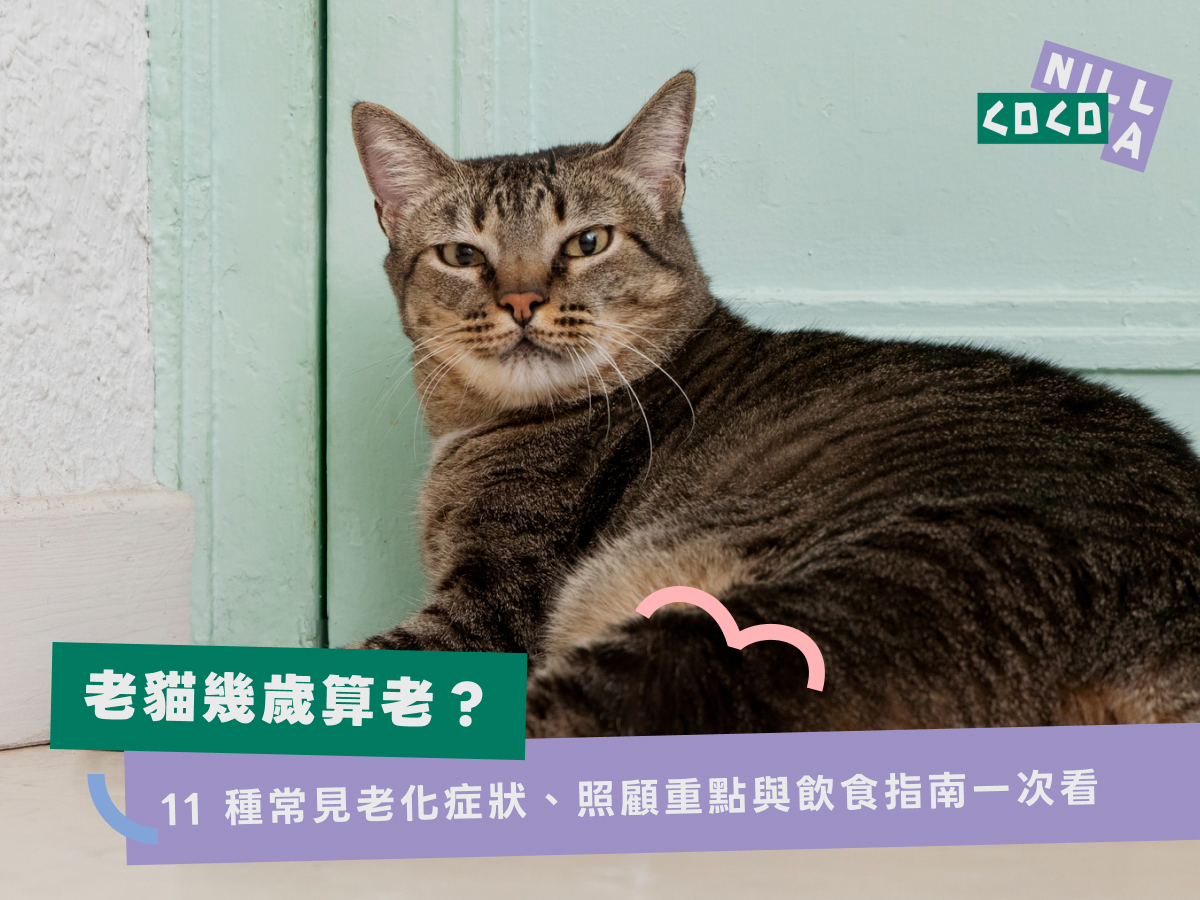 老貓幾歲算老?11種常見老化症狀、照顧重點與飲食指南一次看