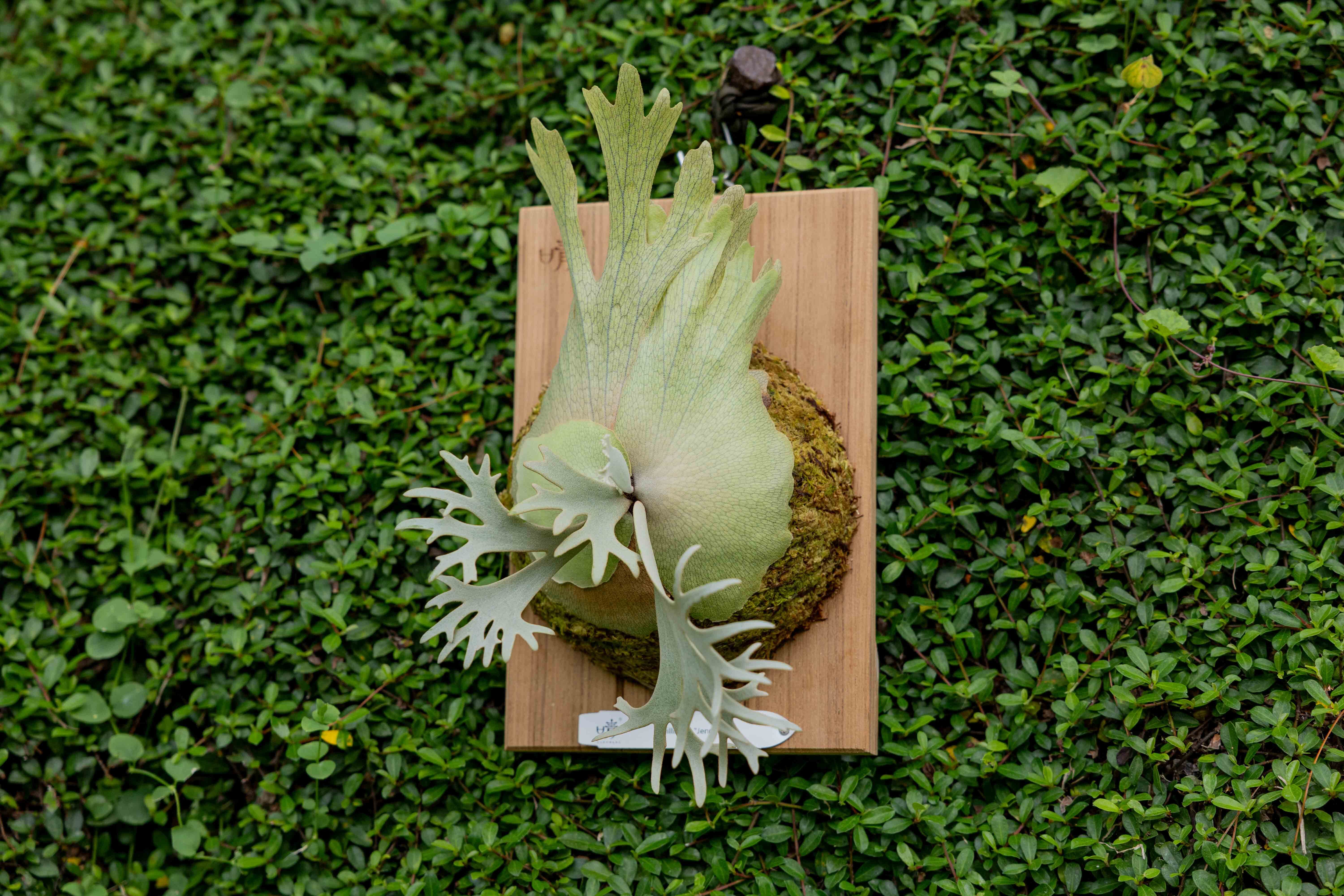 P.willinckii Jenny