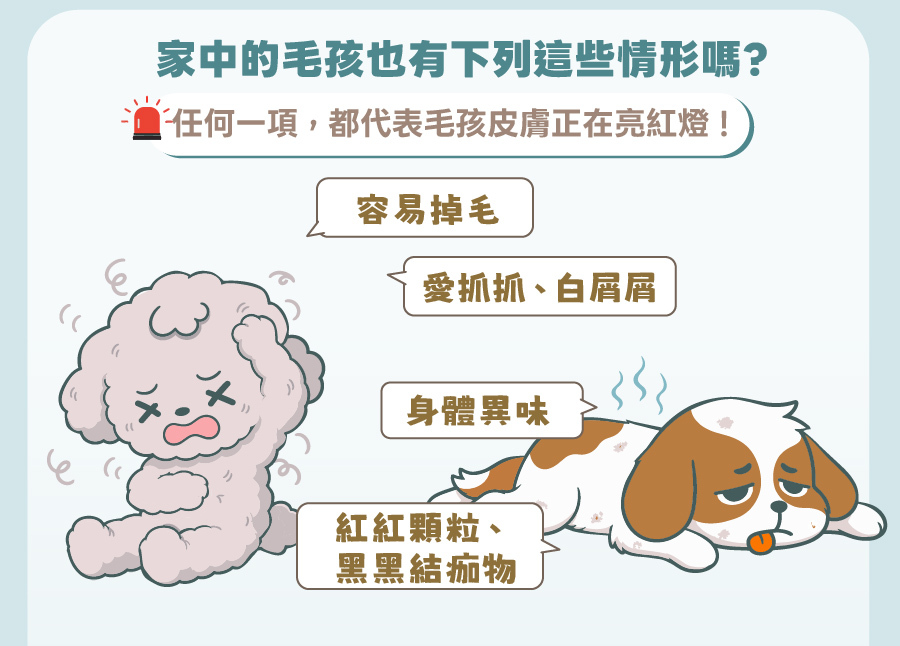 歸毛家族提醒您注意毛孩皮膚警訊:容易掉毛、愛抓抓、白屑屑、身體異味、紅紅顆粒等常見皮膚問題