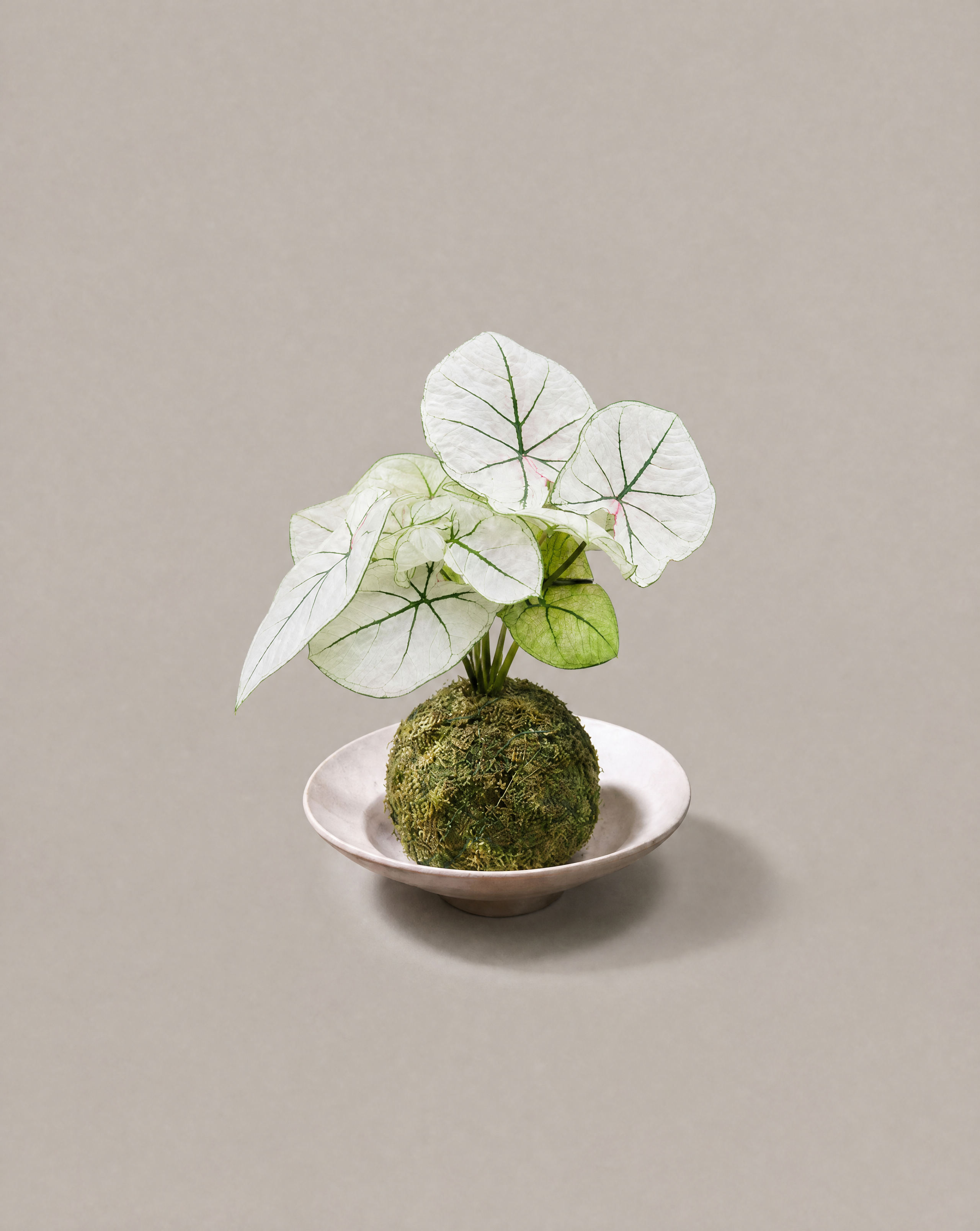 白彩葉芋苔玉 — Caladium ‘White Christmas’