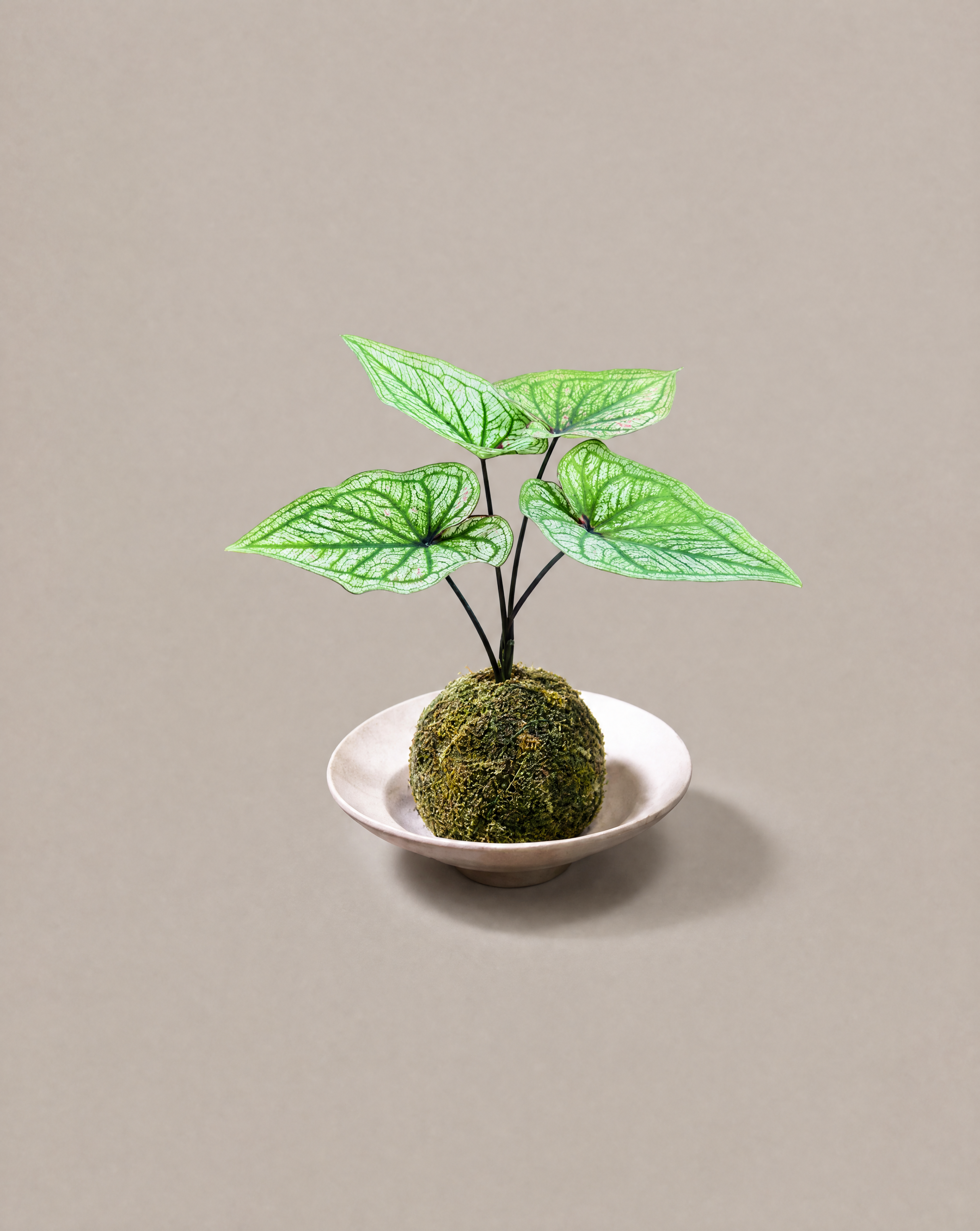 彩葉芋苔玉 — Caladium