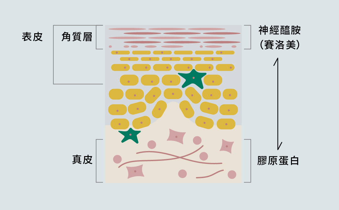 皮膚構造圖:神經醯胺(賽洛美)是角質層中重要的細胞間脂質,能幫助形成皮膚保護屏障、減少水分流失,並提升肌膚屏障功能,協助抵禦外來刺激;當神經醯胺不足時,外來刺激更容易穿透角質層,增加皮膚受損的風險。