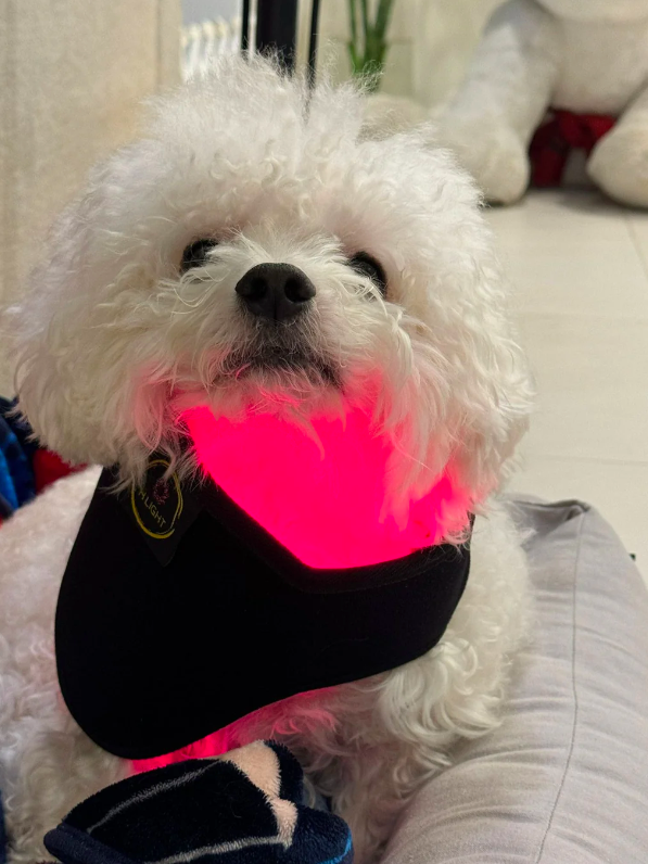 和之光® 頸部+關節紅光墊