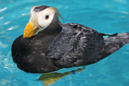 [預訂] 角落生物 2026年 大洗水族館限定第6代 海鳥炸蝦-