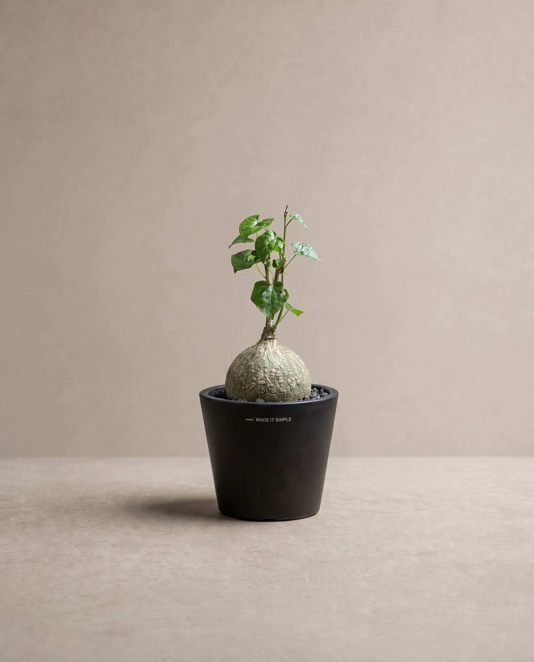 寓意財富穩固的 — 睡布袋  Gerrardanthus macrorhizus