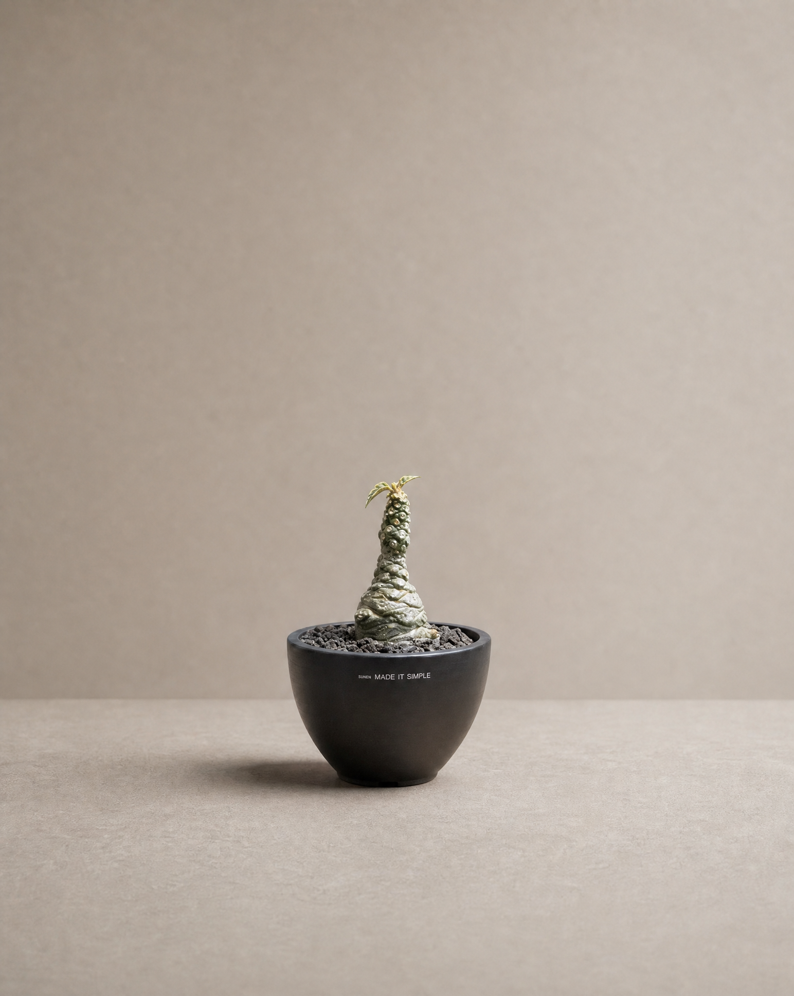 Dorstenia lavrani