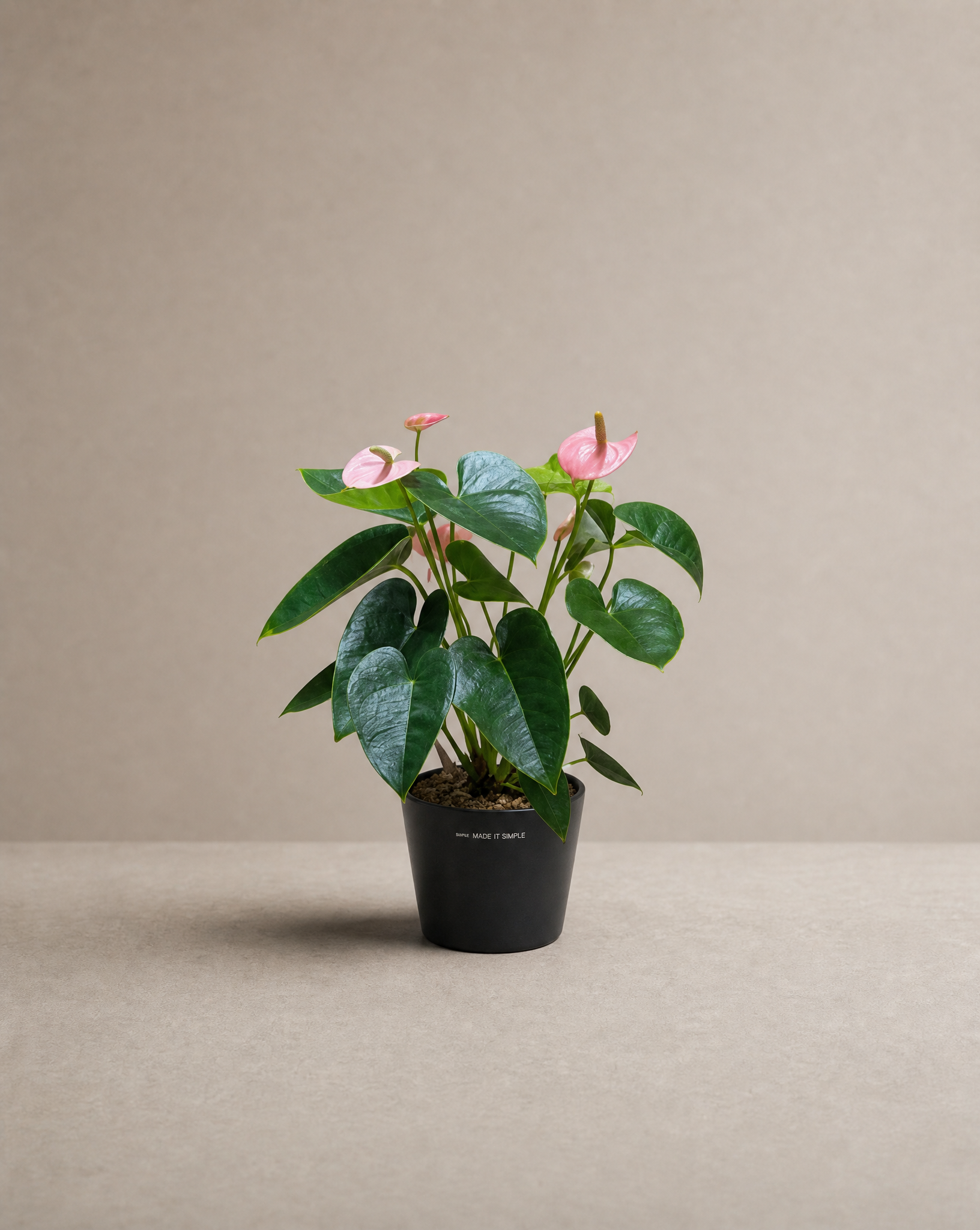 粉色火鶴花 — 熱帶雨林感
