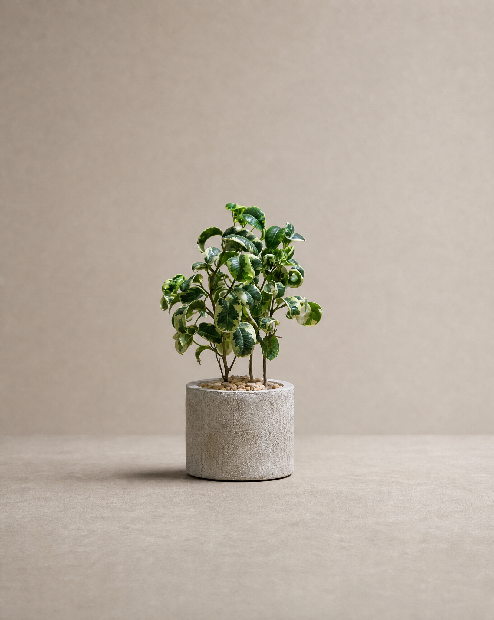 花葉卷心榕 — Ficus benjamina ‘Barok’
