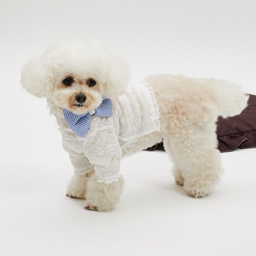 Louisdog 微醺蕾絲上衣