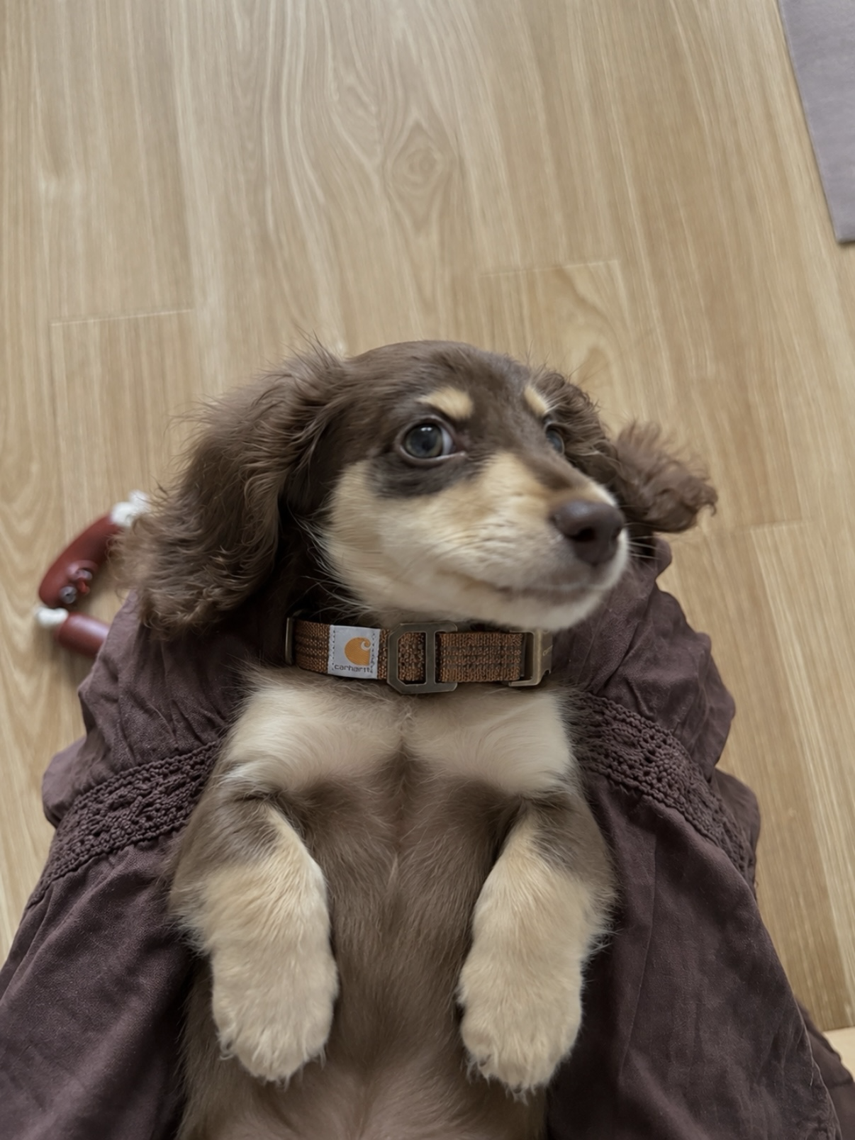 <送🐶> Carhartt 超萌！！狗狗尼龍織帶 反光車線項圈
