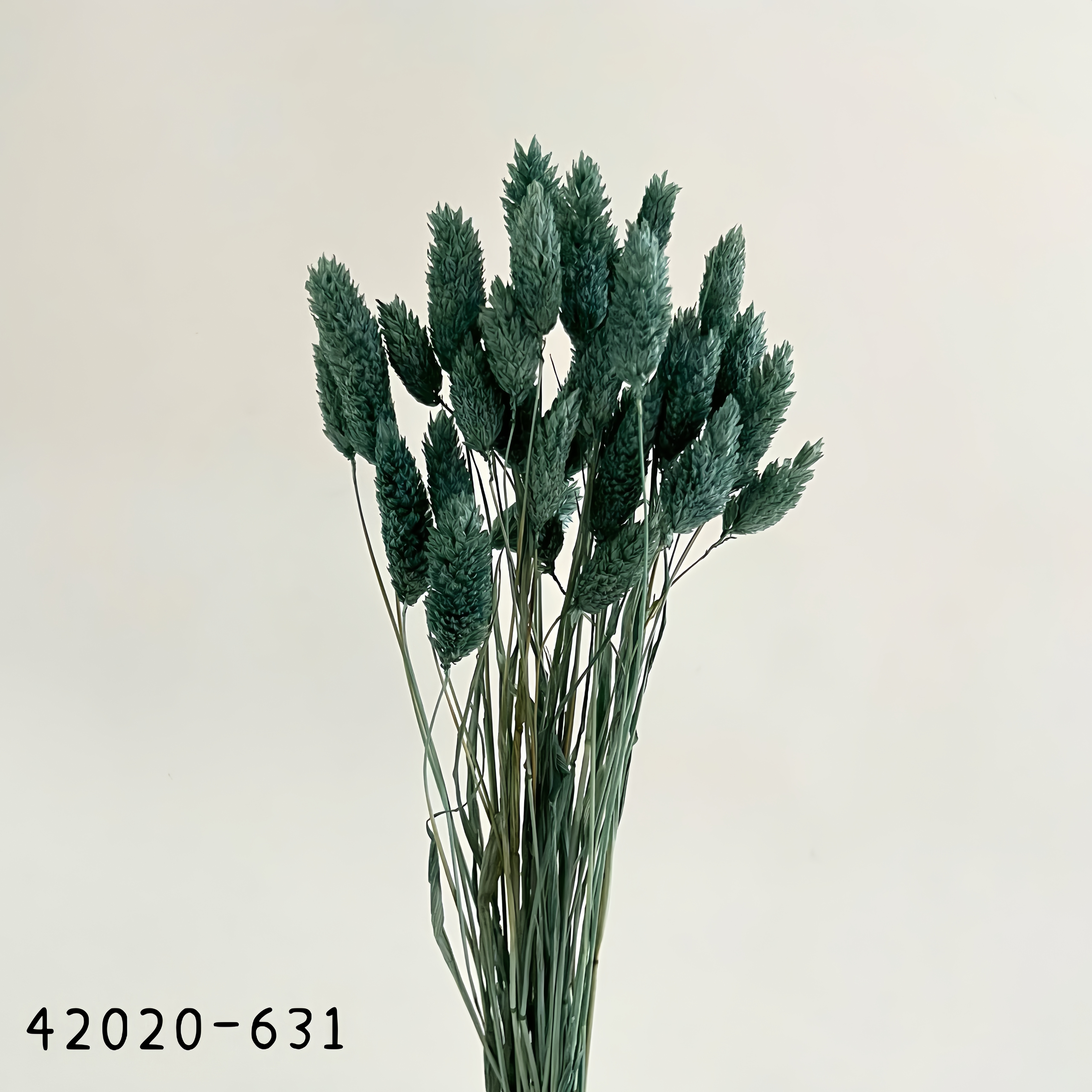日本乾燥加那利 42020-631