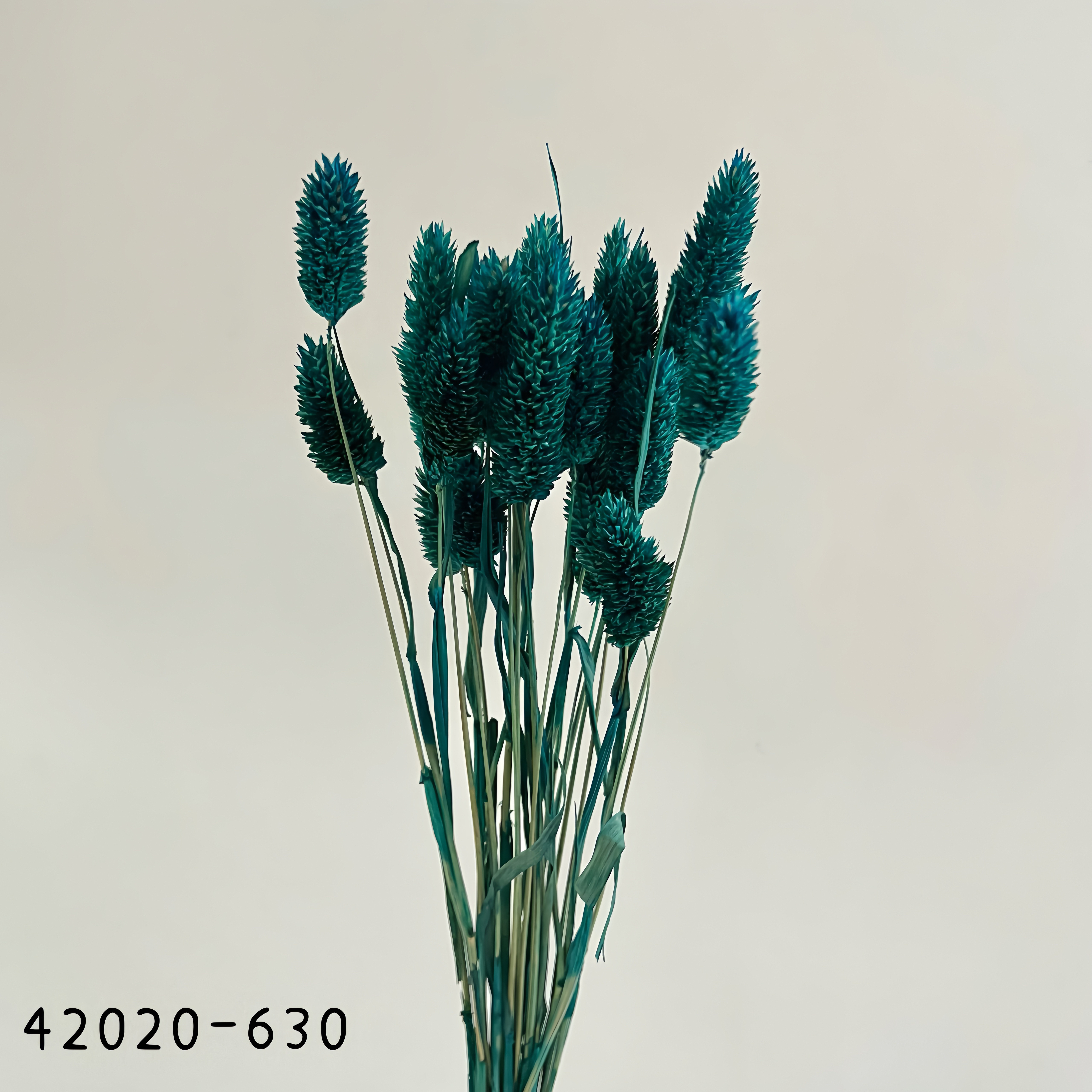 日本乾燥加那利 42020-630