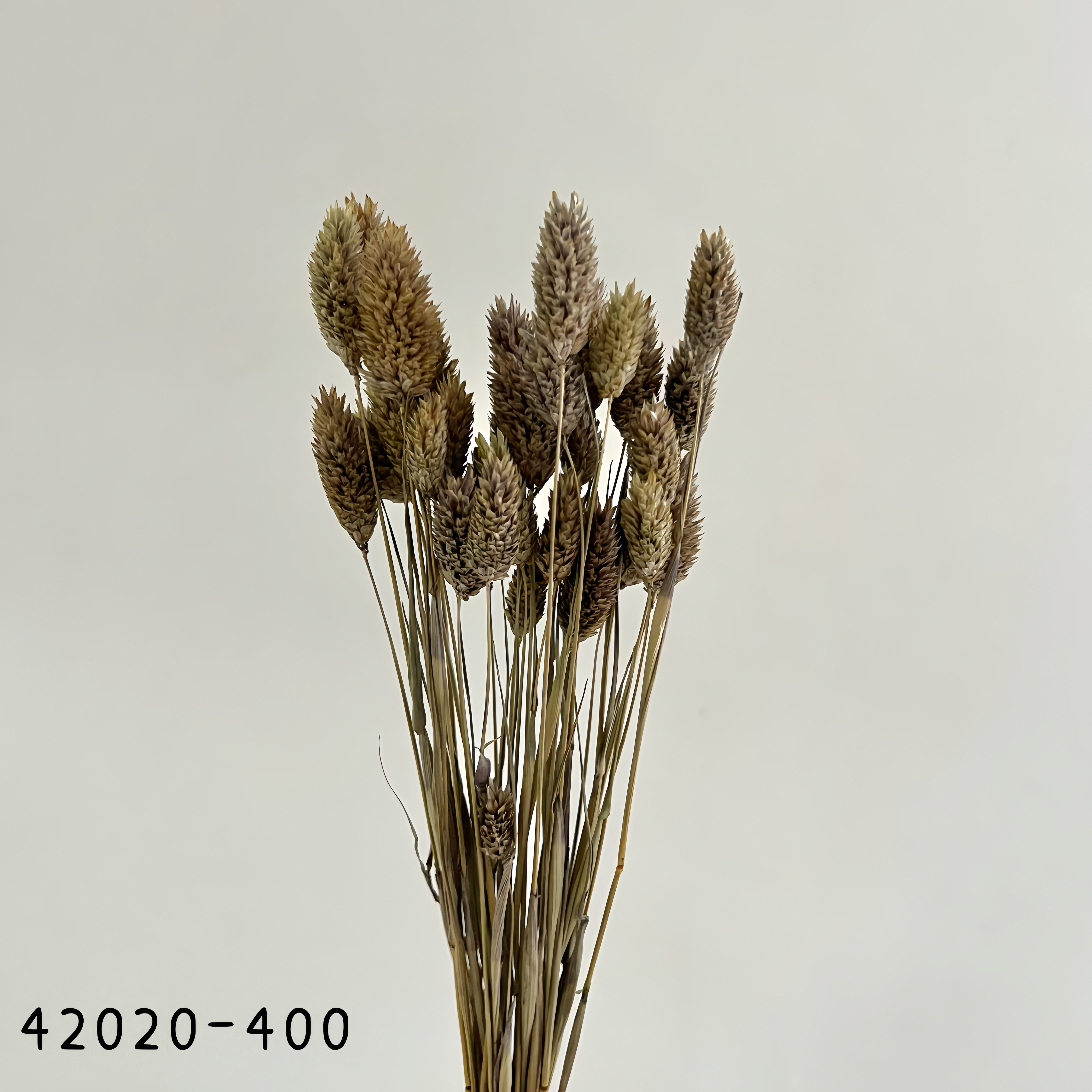 日本乾燥加那利 42020-400