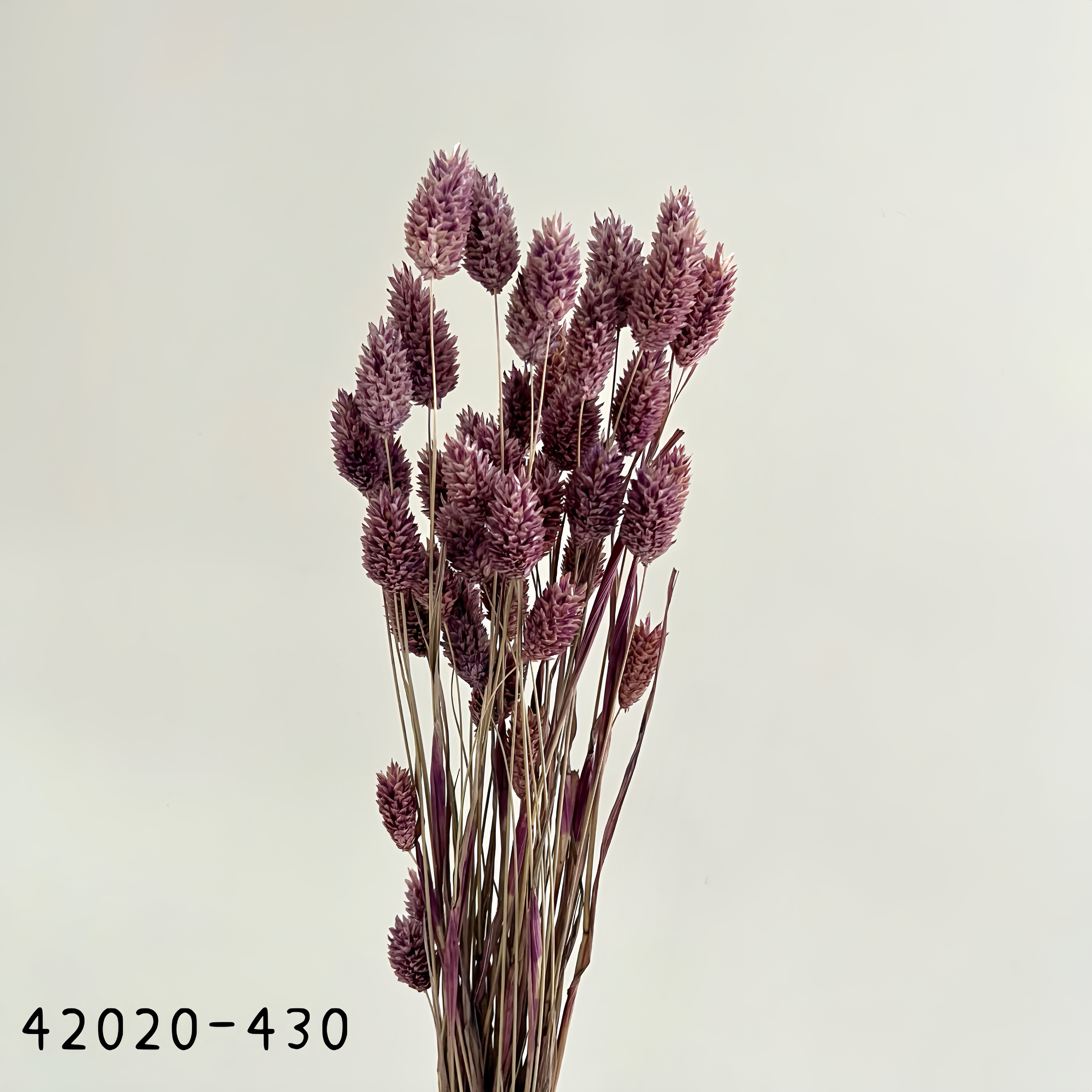 日本乾燥加那利 42020-430