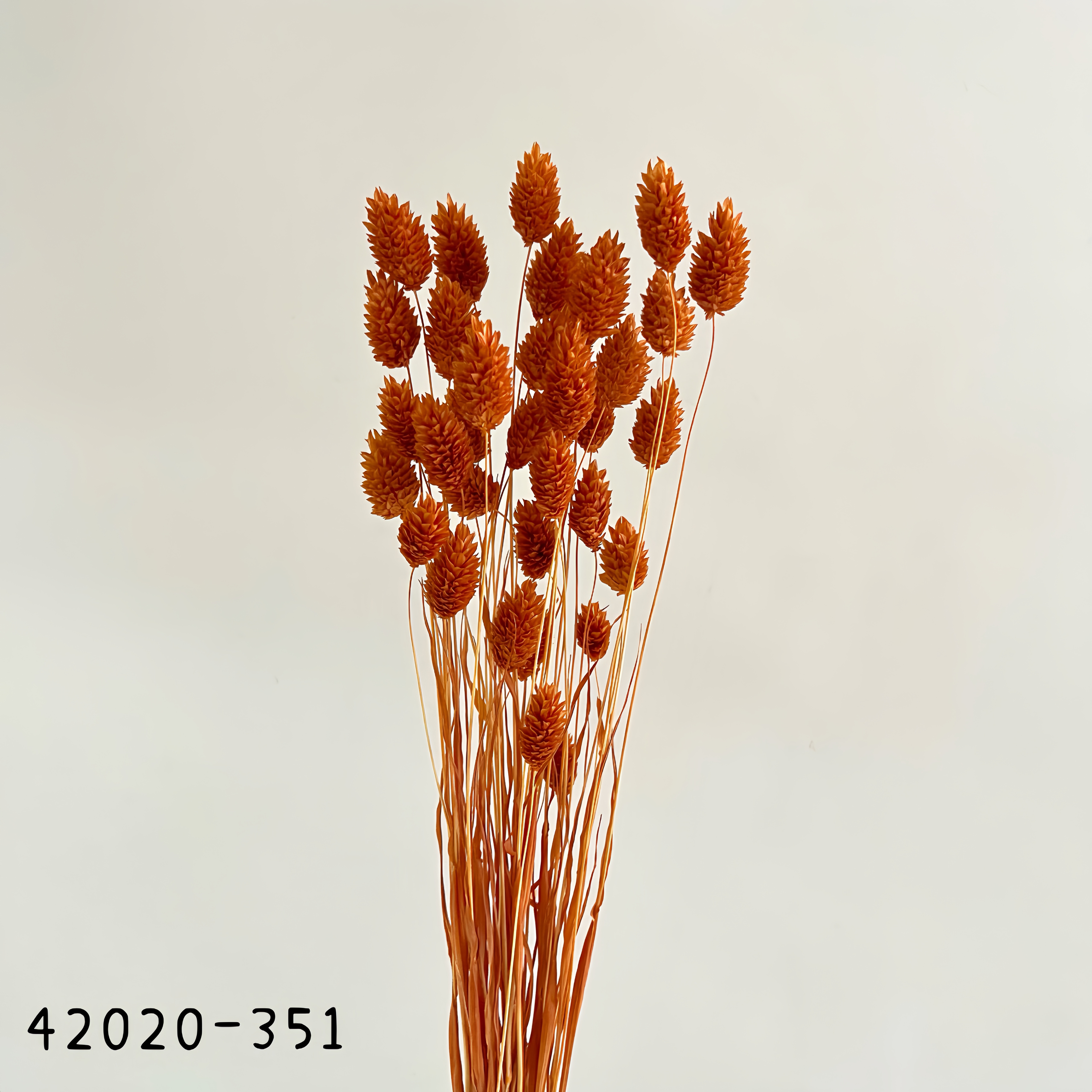 日本乾燥加那利 42020-351