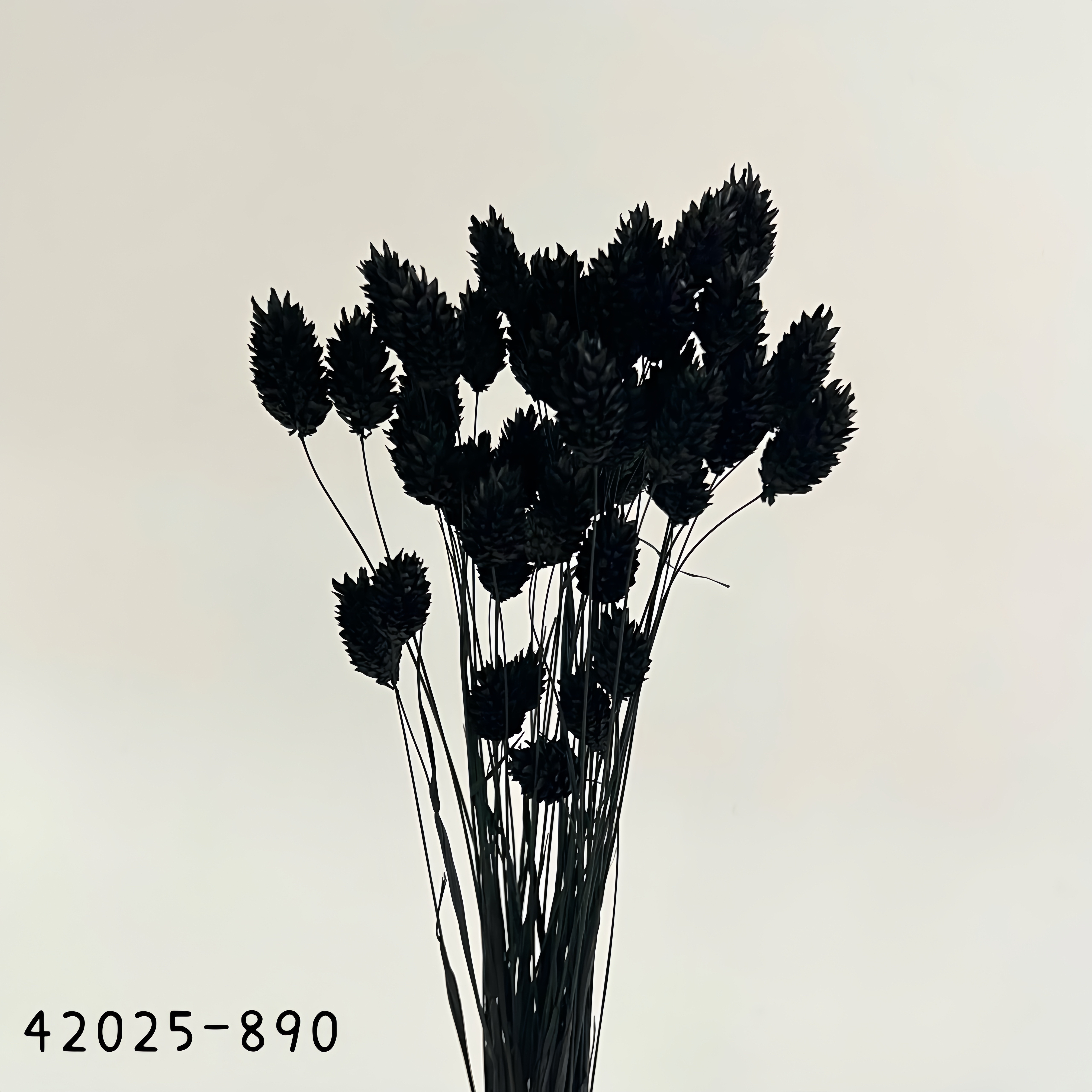日本乾燥加那利 42020-999
