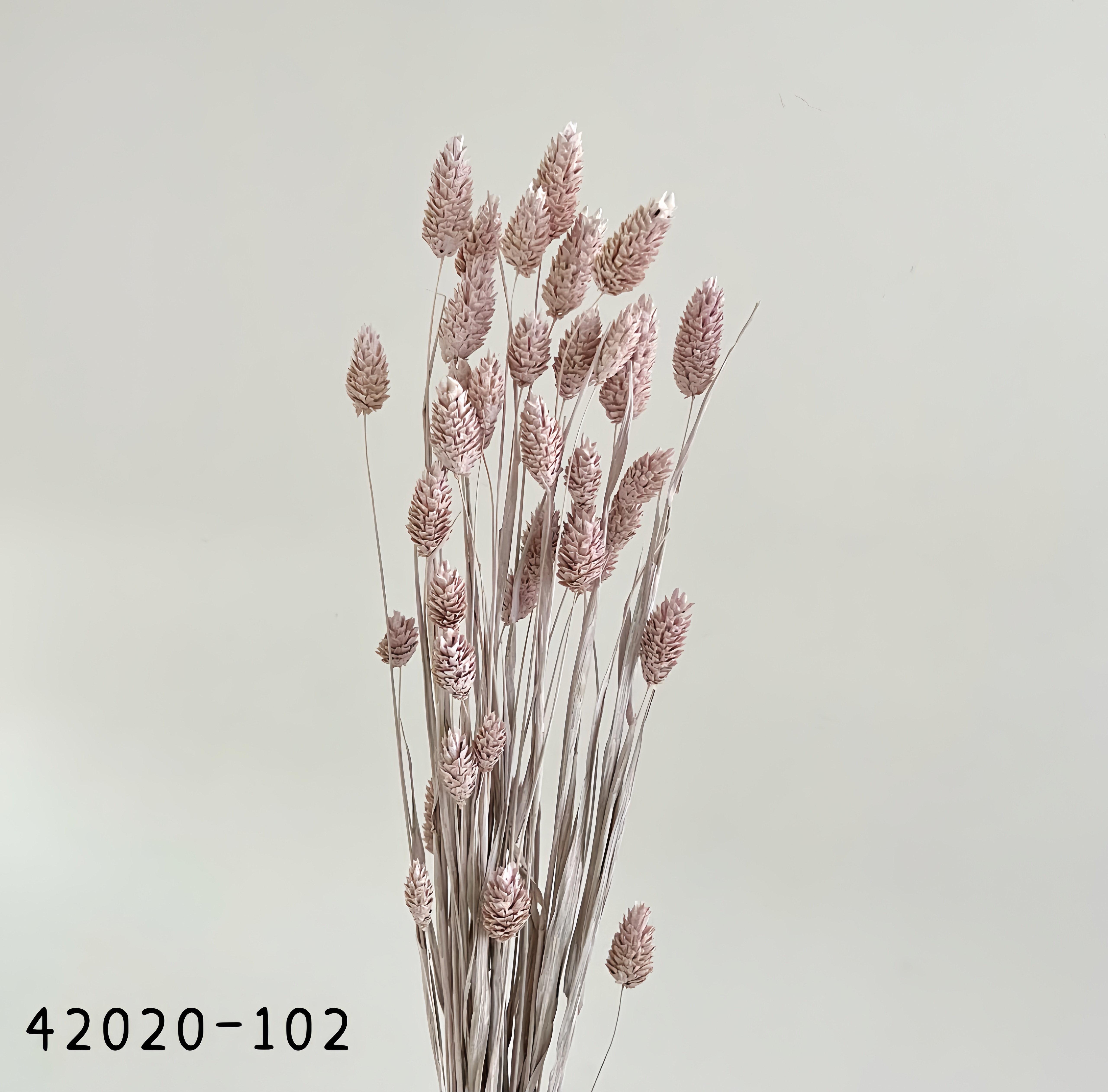 日本乾燥加那利 42020-102