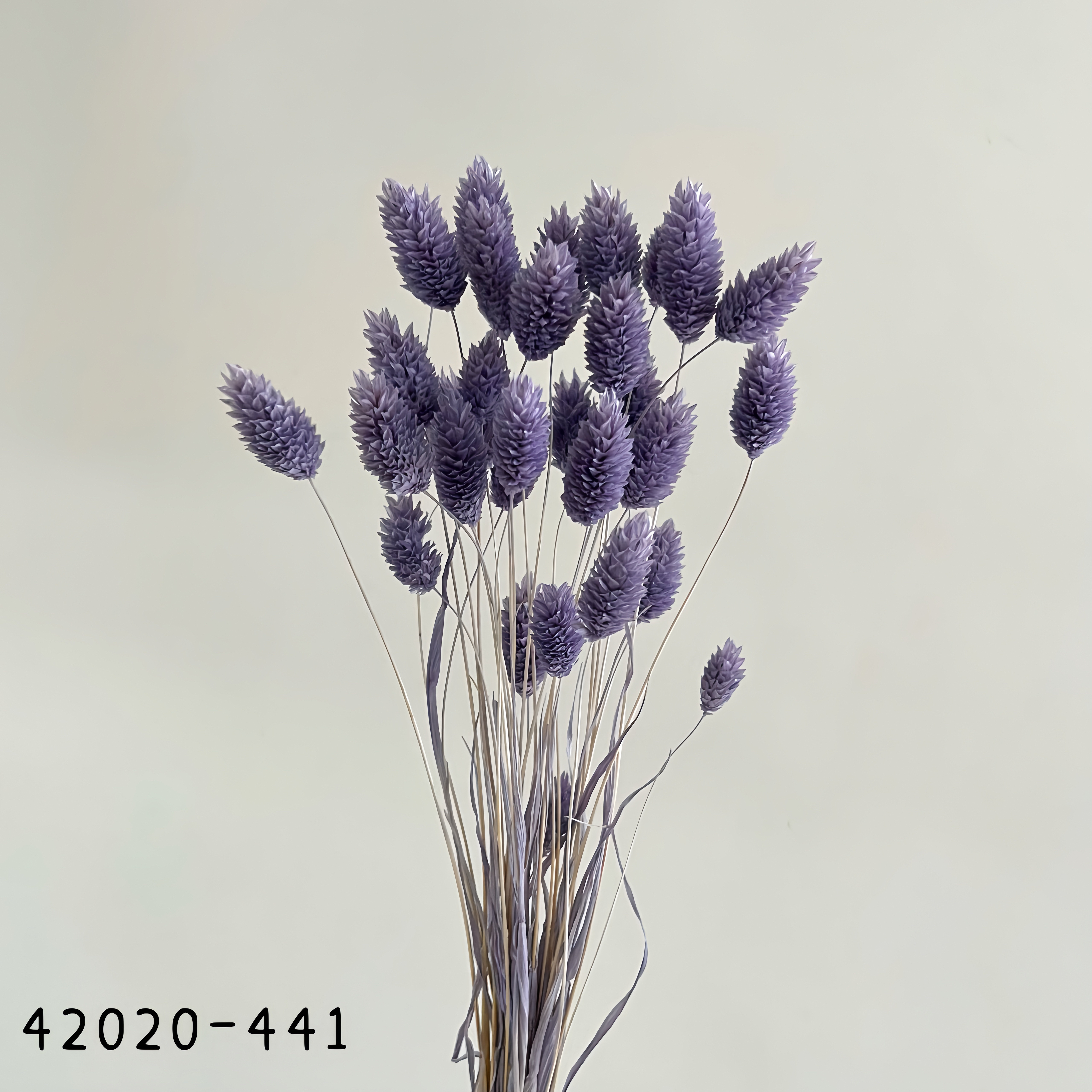 日本乾燥加那利 42020-441
