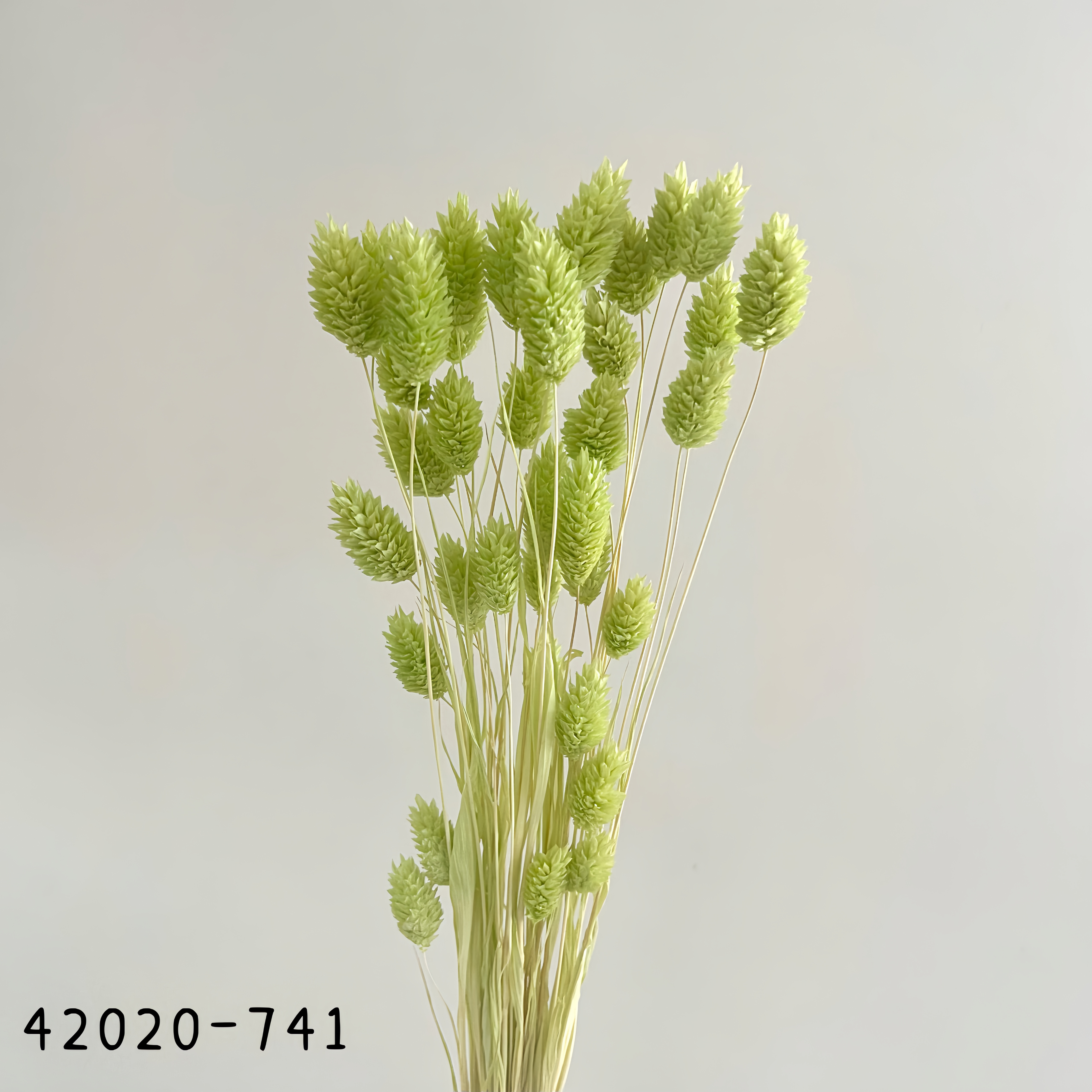 日本乾燥加那利 42020-741