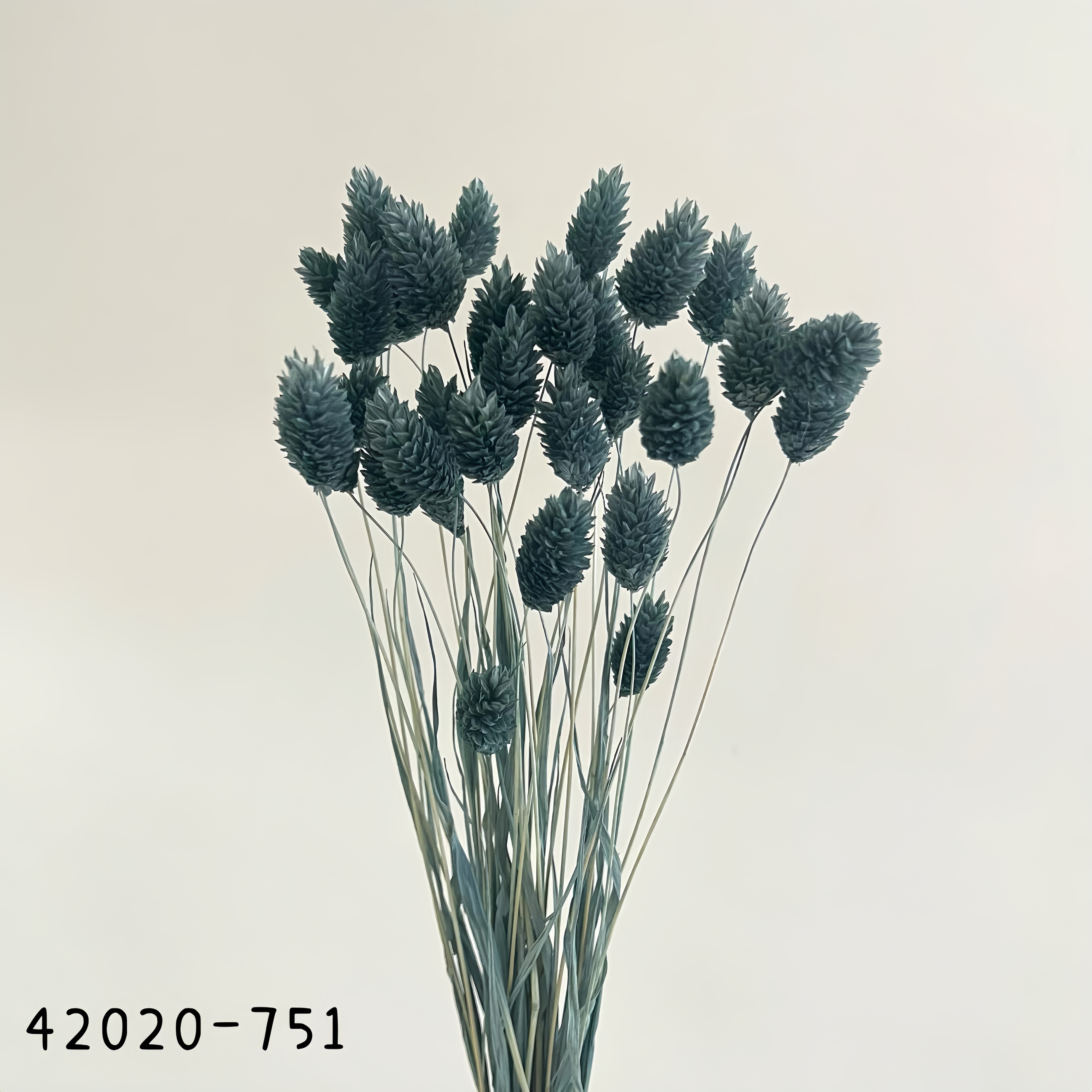 日本乾燥加那利 42020-751