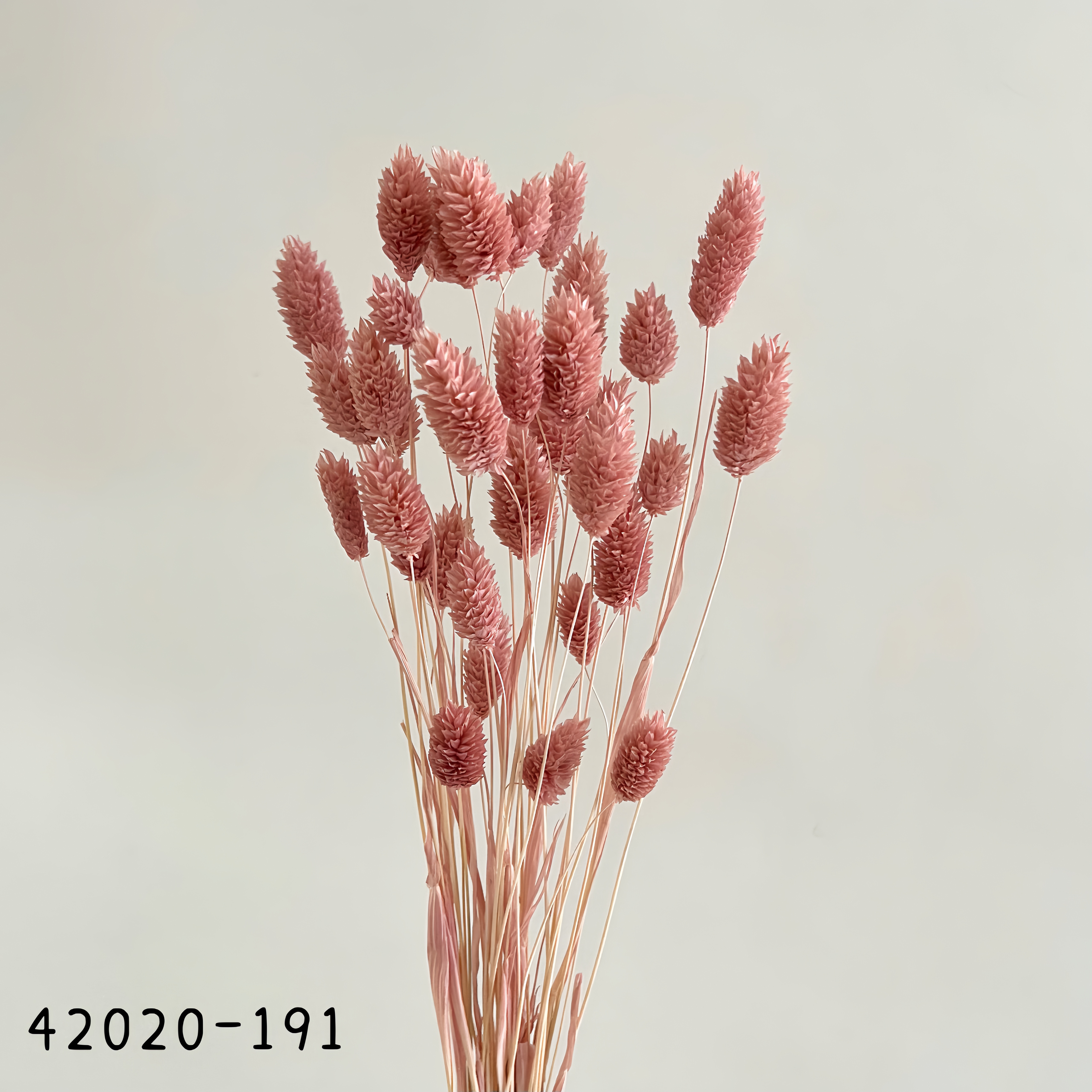 日本乾燥加那利 42020-191