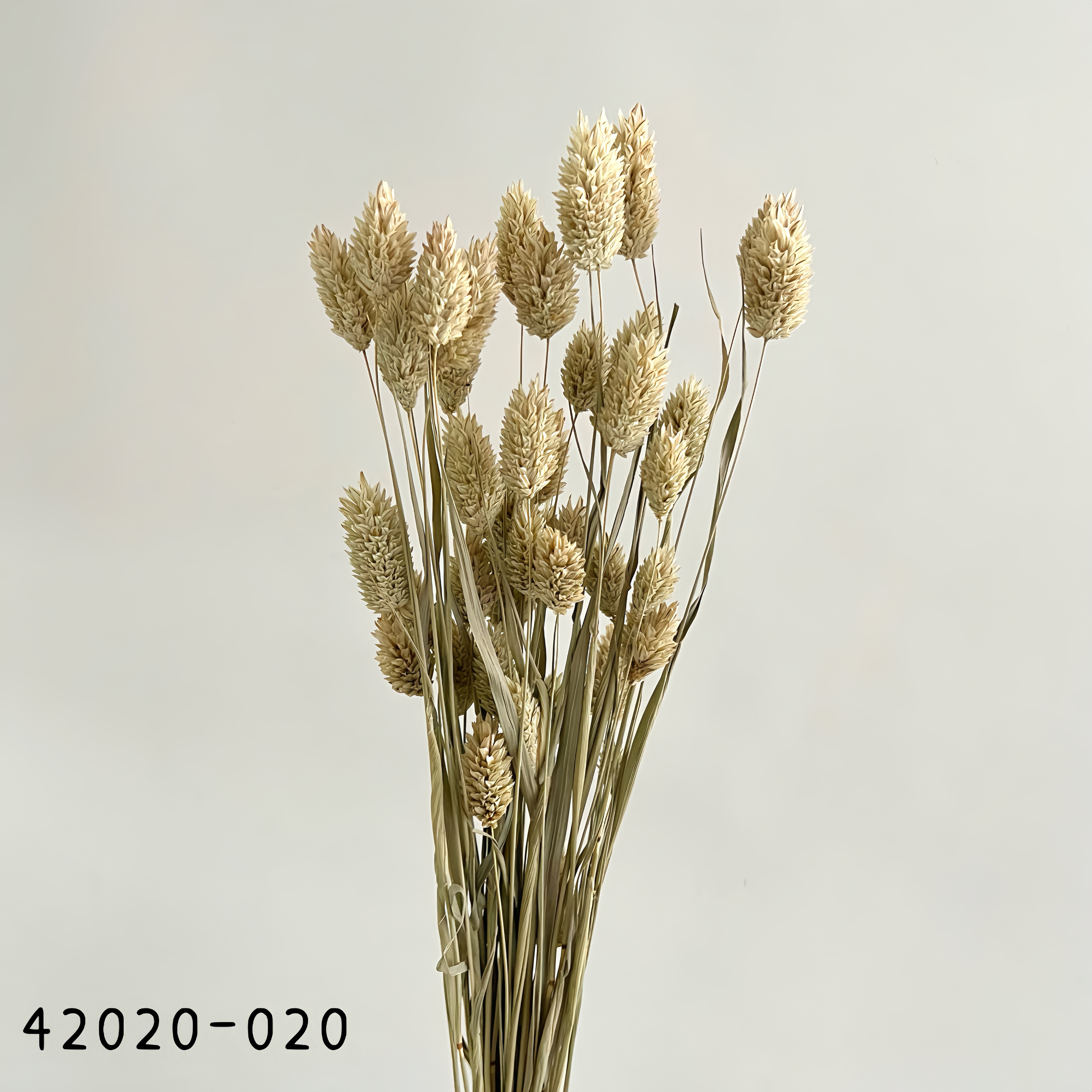 日本乾燥加那利 42020-020