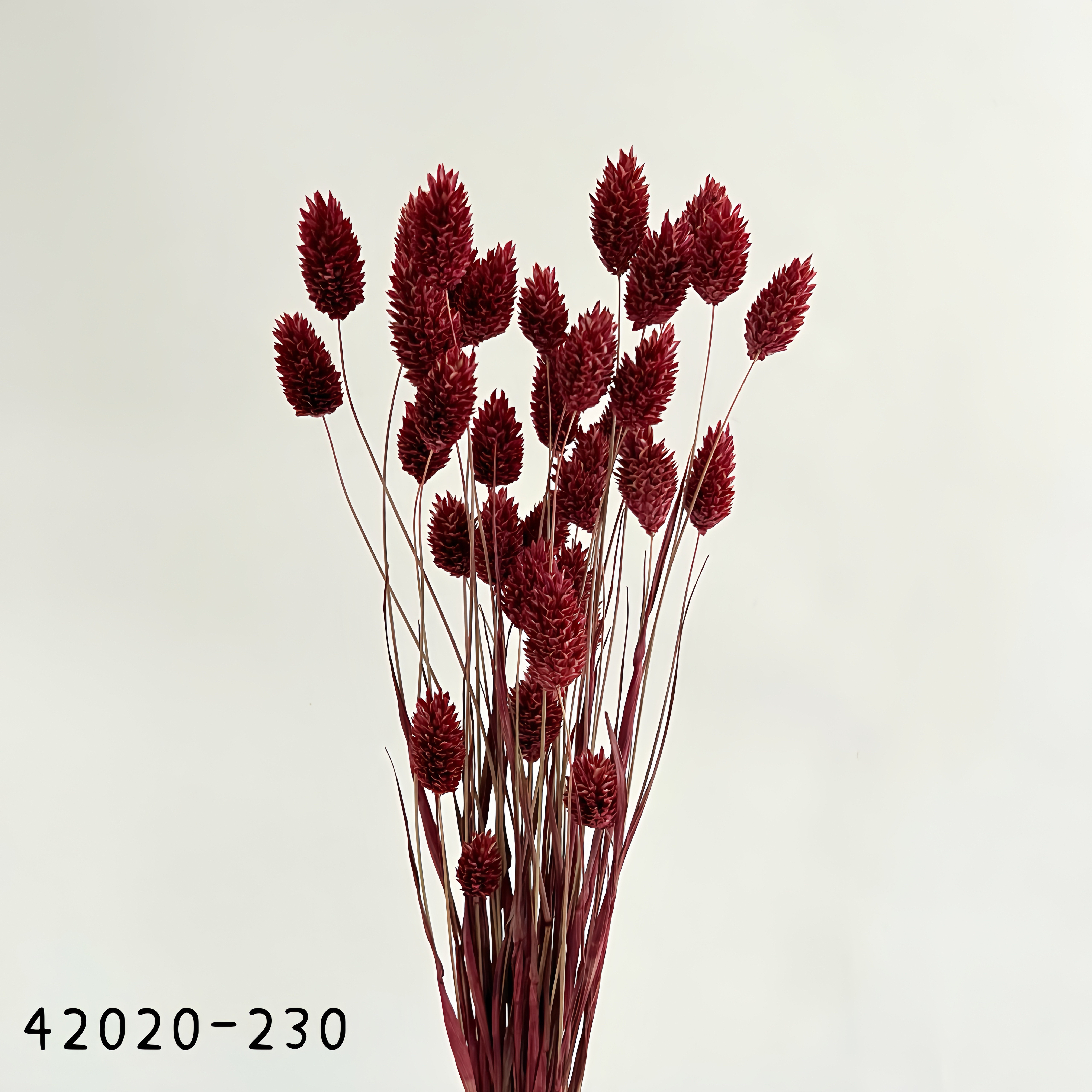 日本乾燥加那利 42020-230