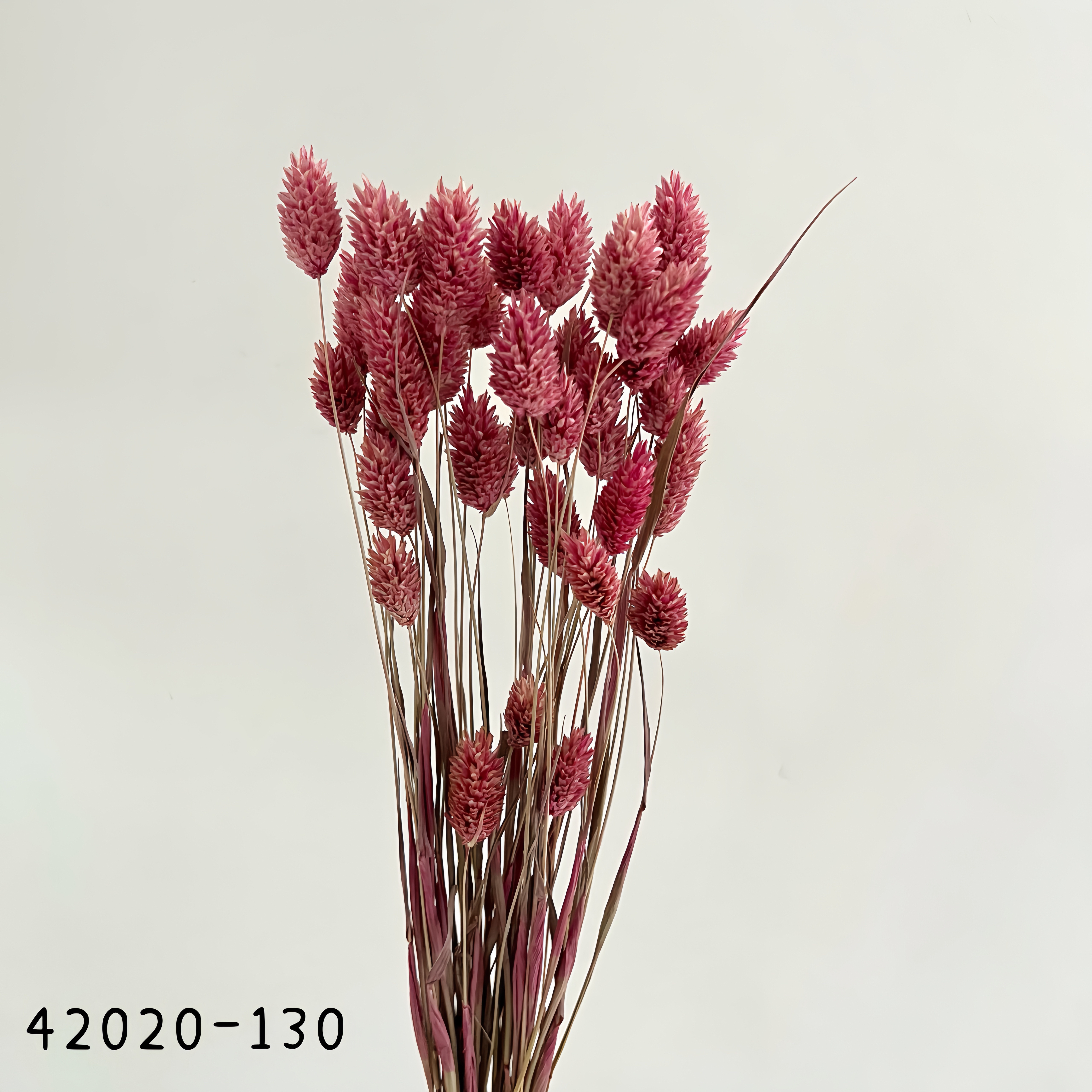 日本乾燥加那利 42020-130