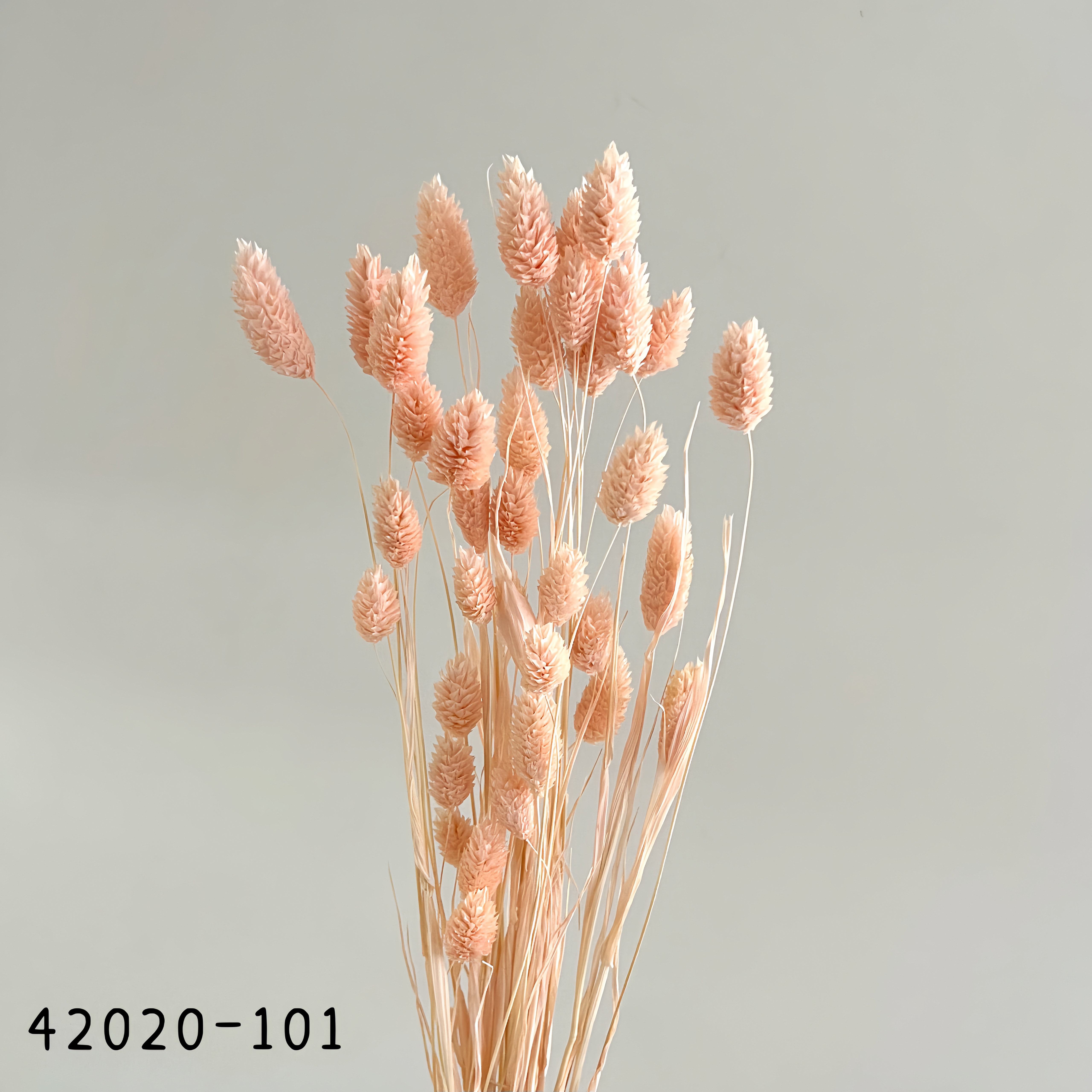 日本乾燥加那利 42020-101