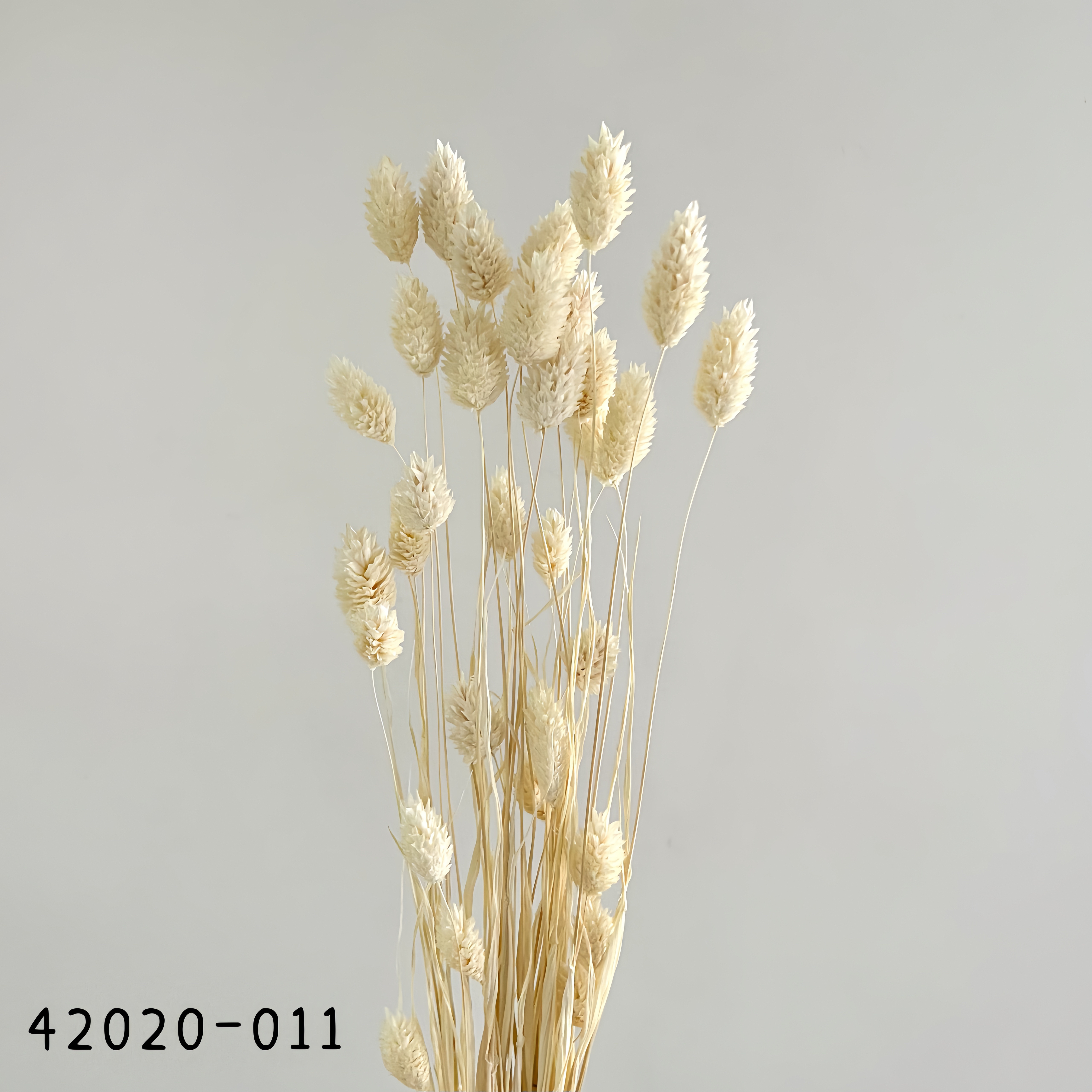 日本乾燥加那利 42020-011
