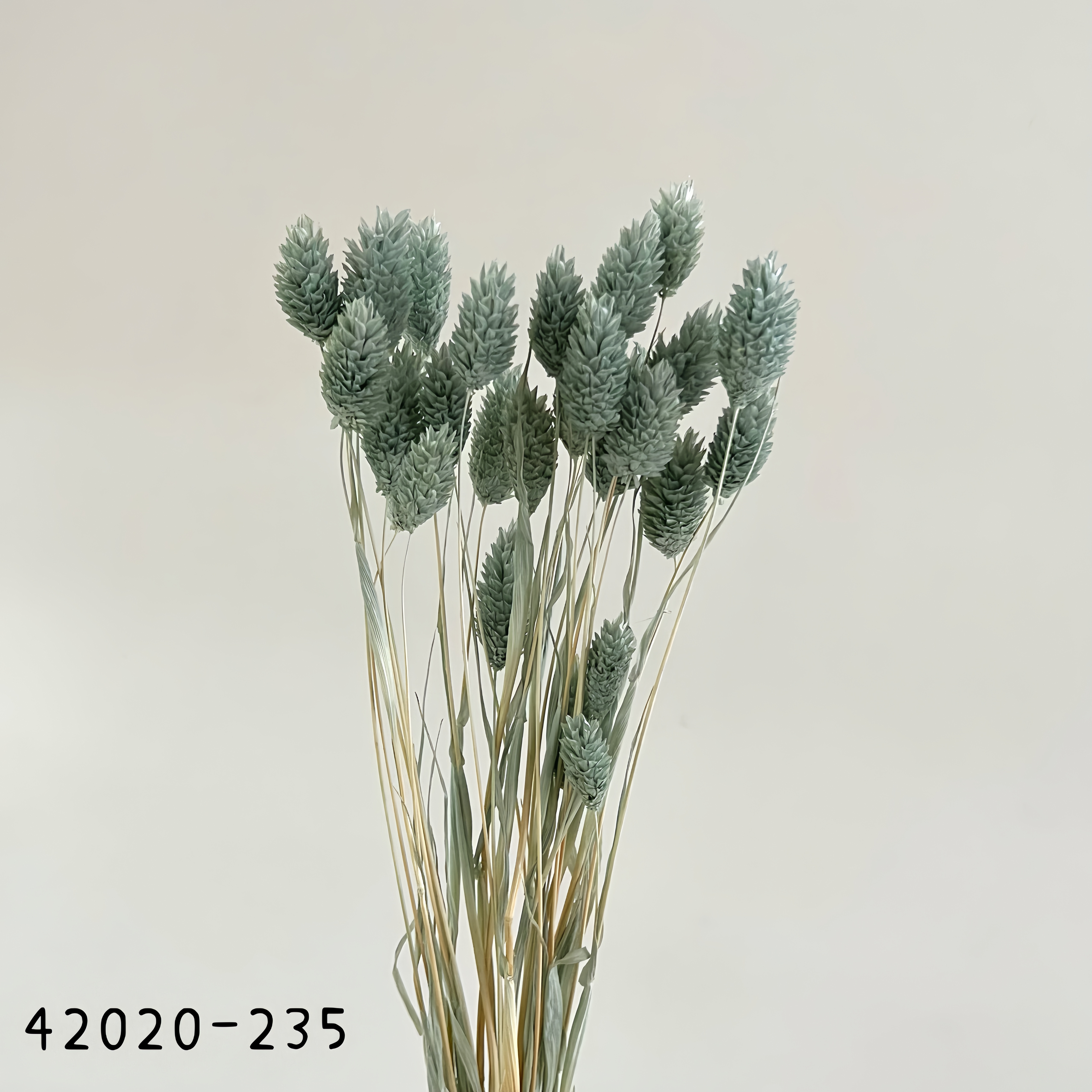 日本乾燥加那利 42020-235