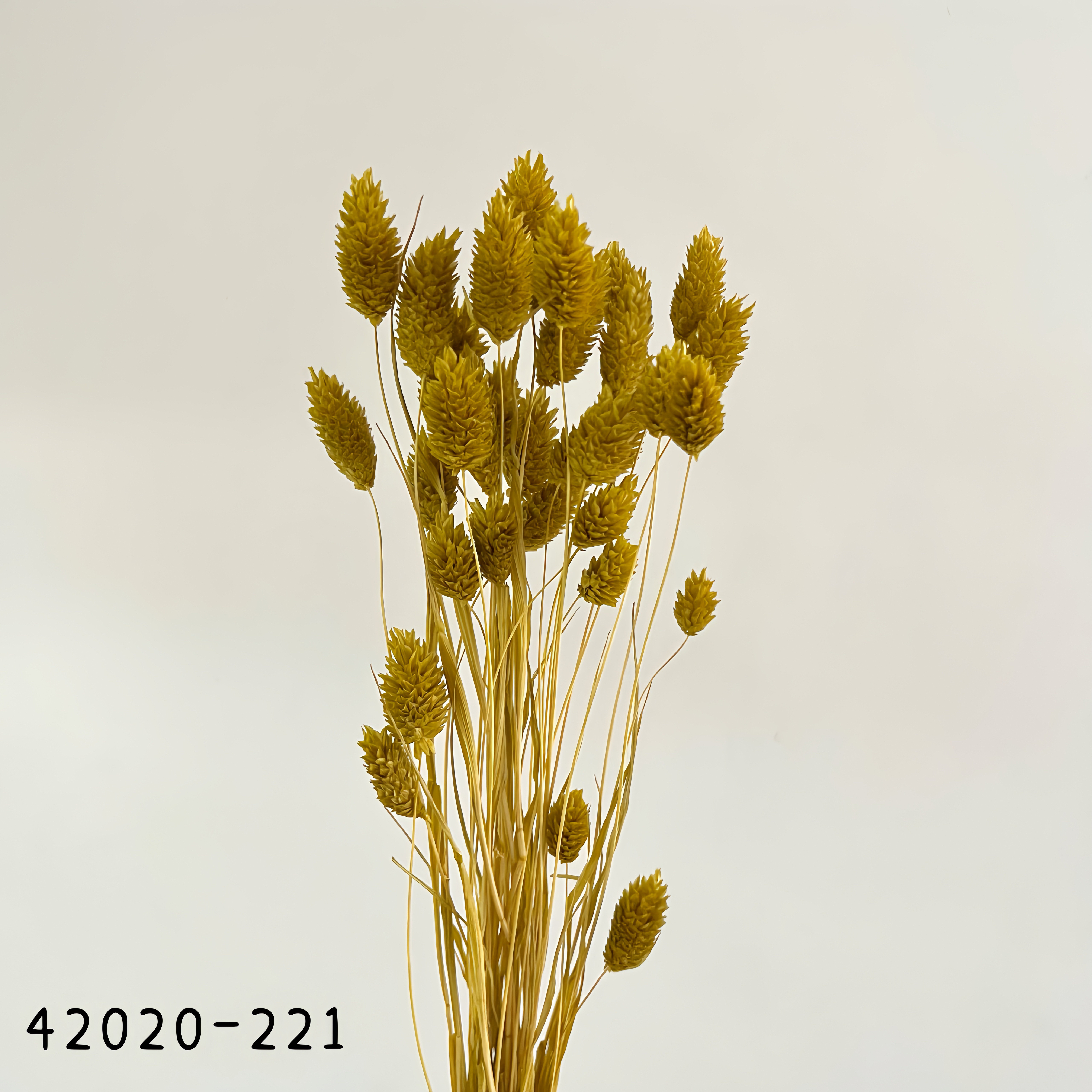 日本乾燥加那利 42020-221