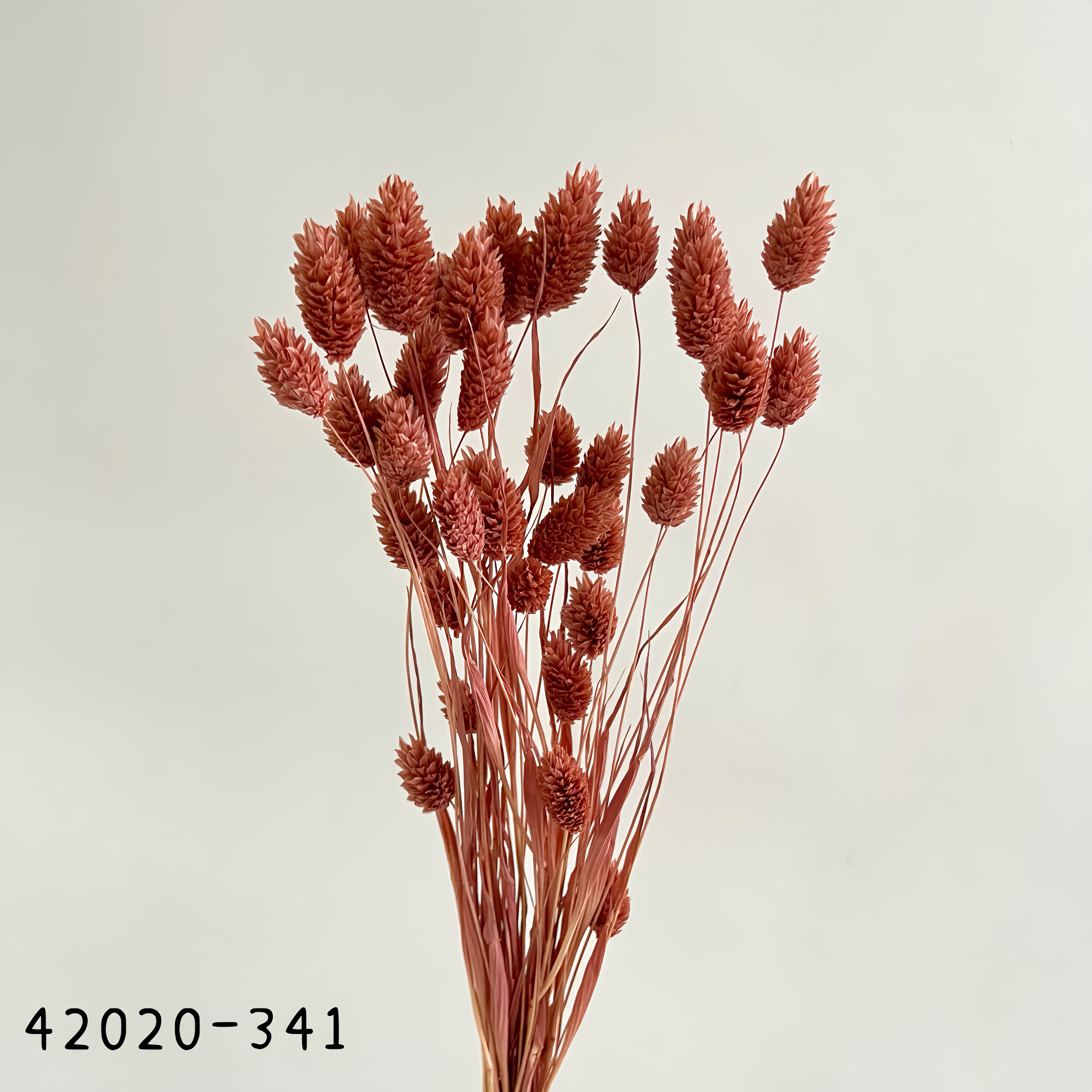 日本乾燥加那利 42020-341