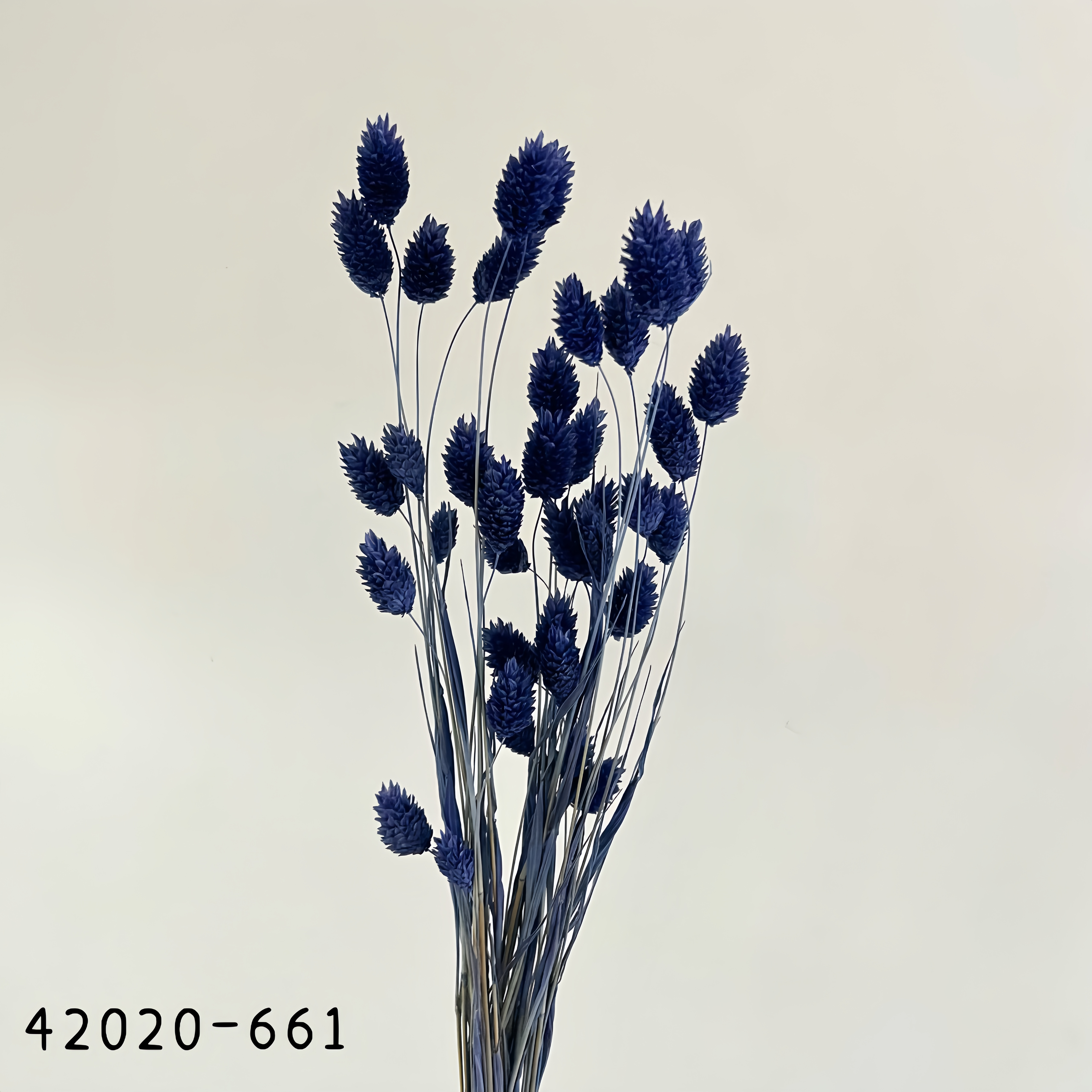 日本乾燥加那利 42020-661