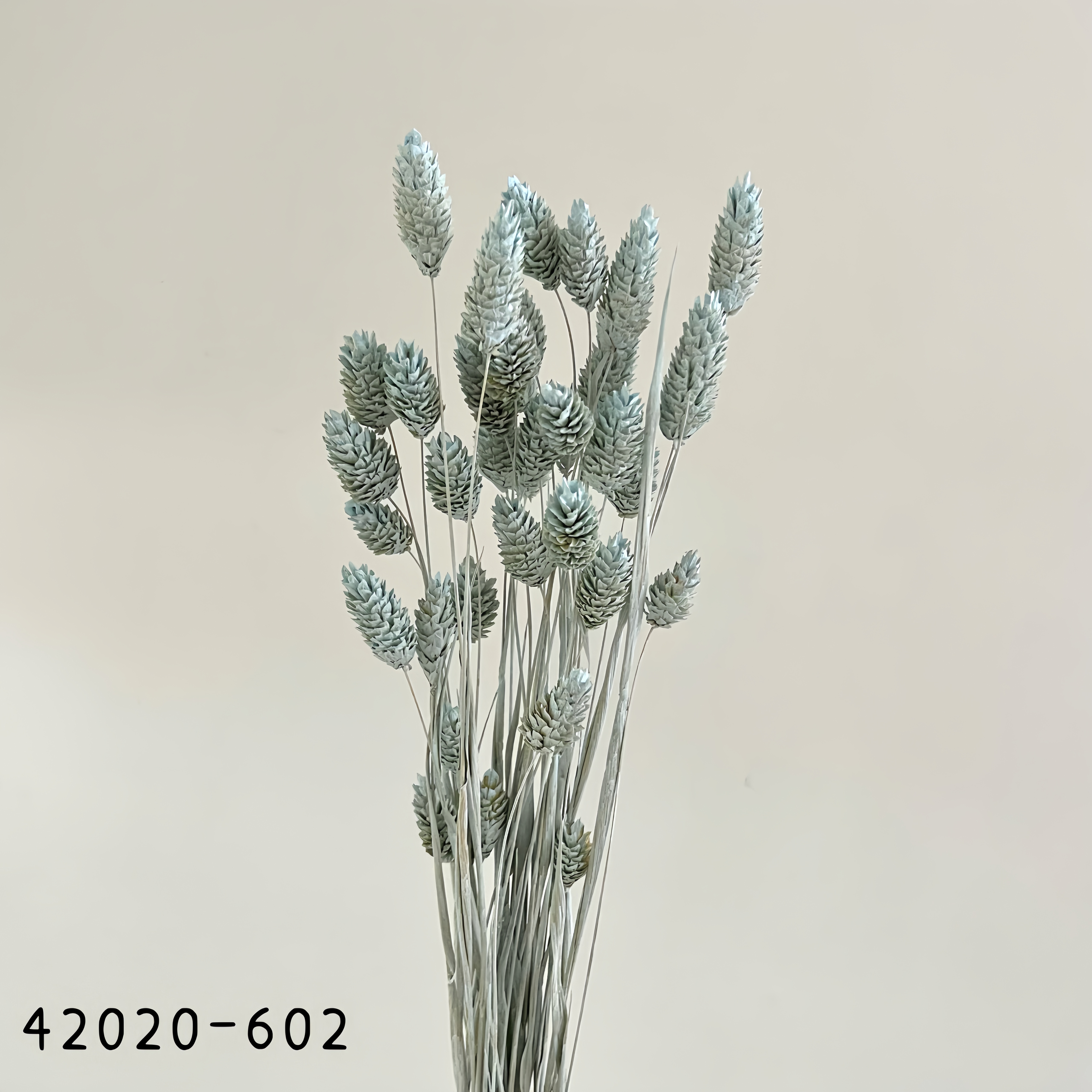 日本乾燥加那利 42020-602