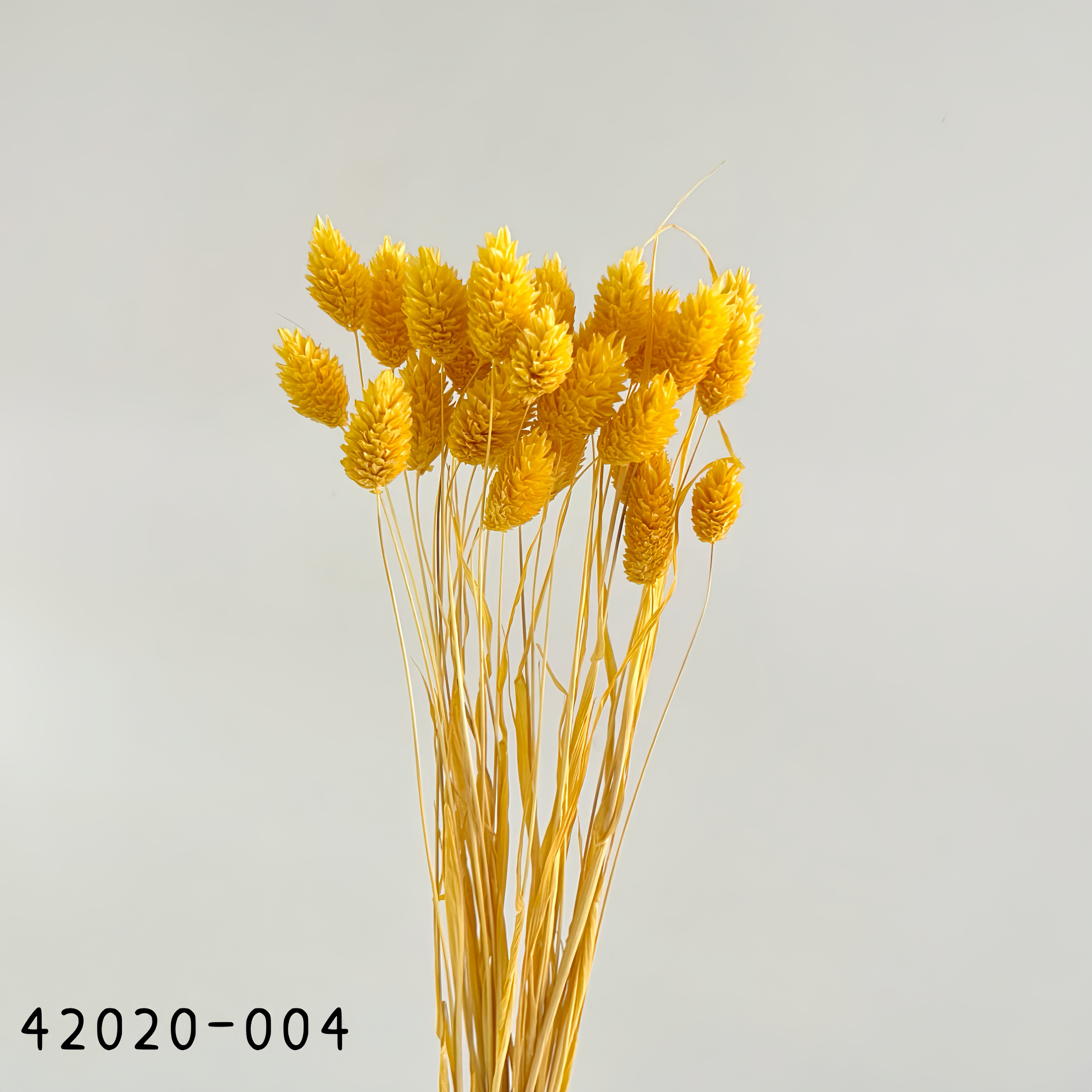 日本乾燥加那利 42020-004