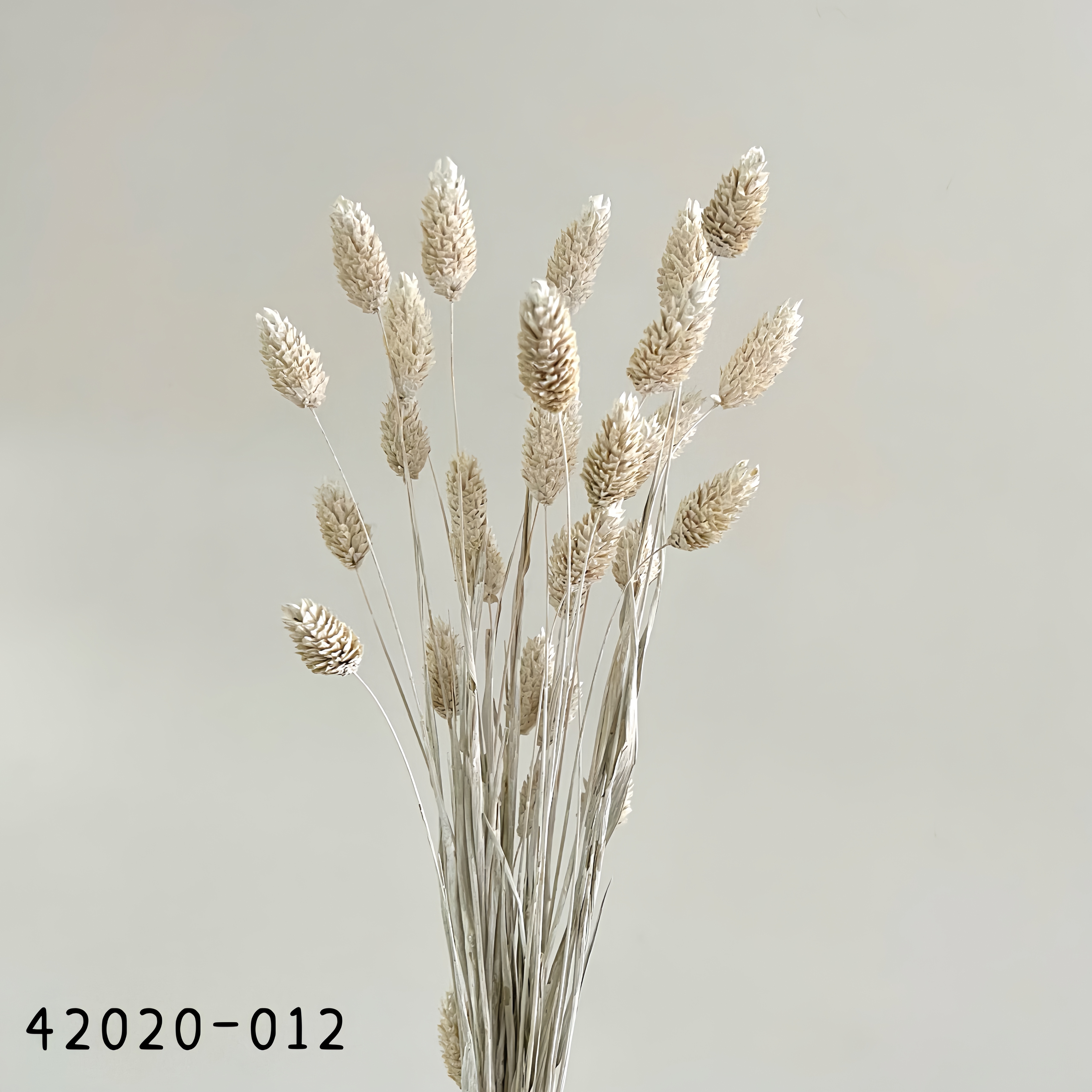 日本乾燥加那利 42020-012