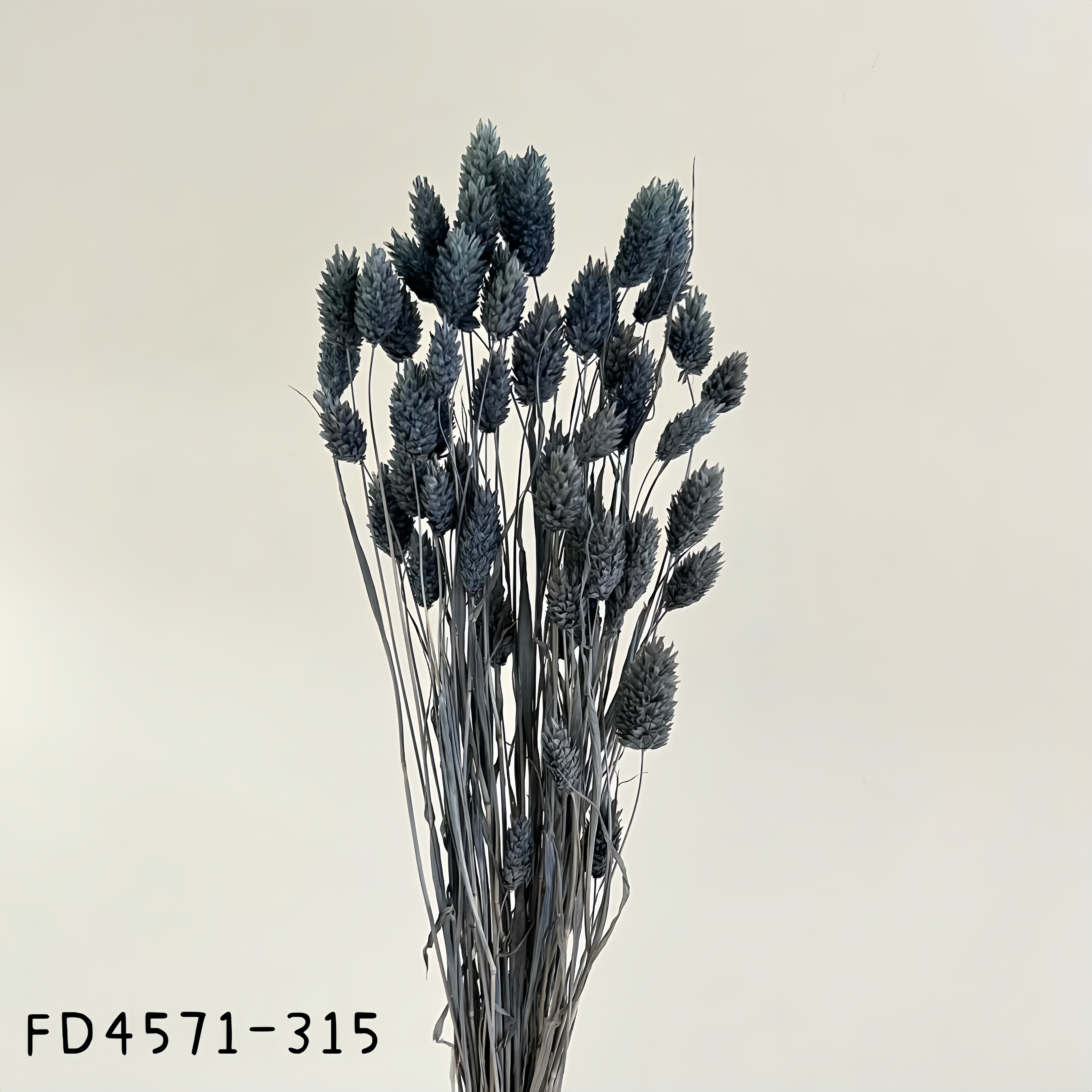 日本乾燥加那利 FD4571-315