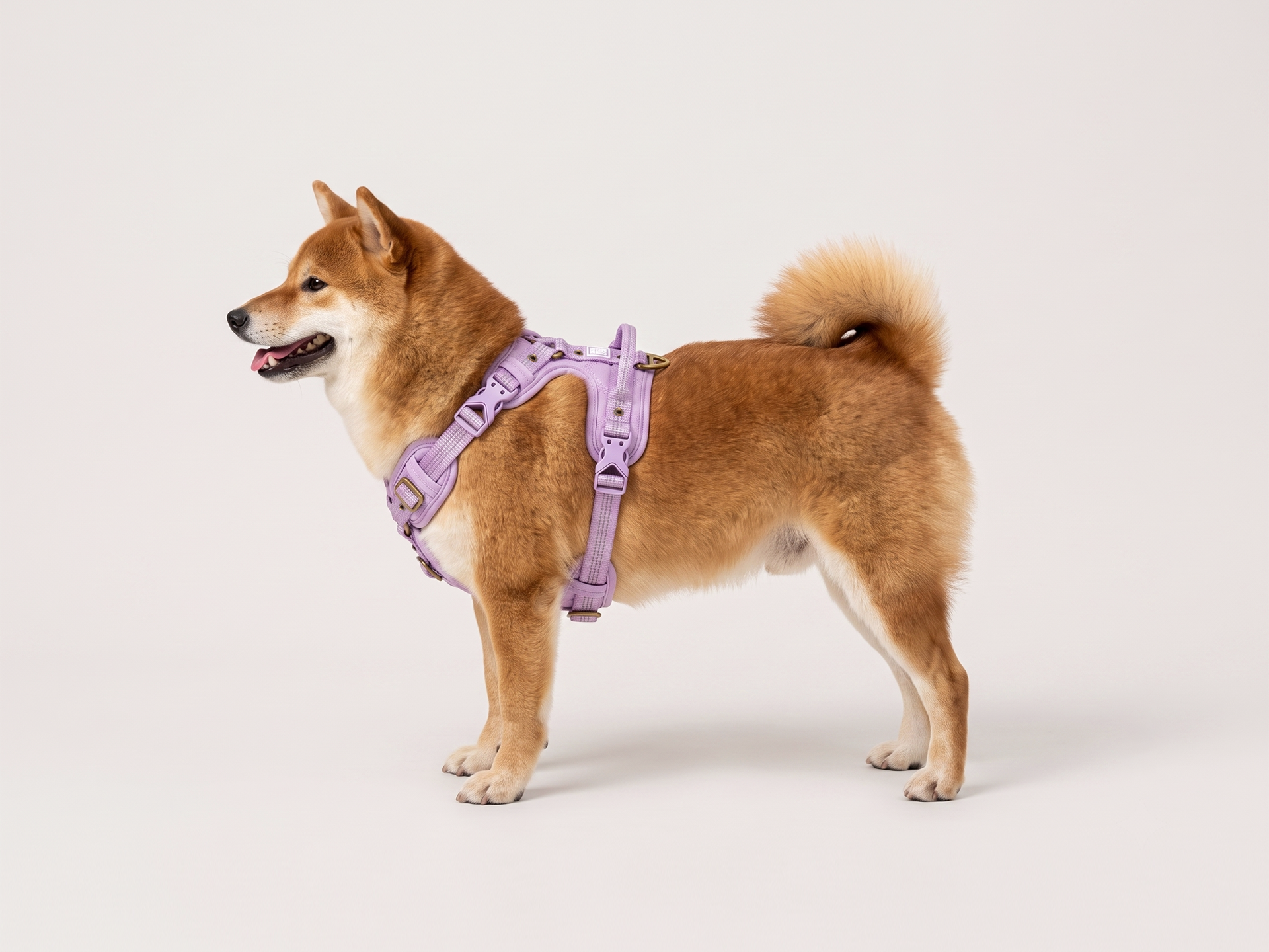 A Shiba Inu wears a purple harness