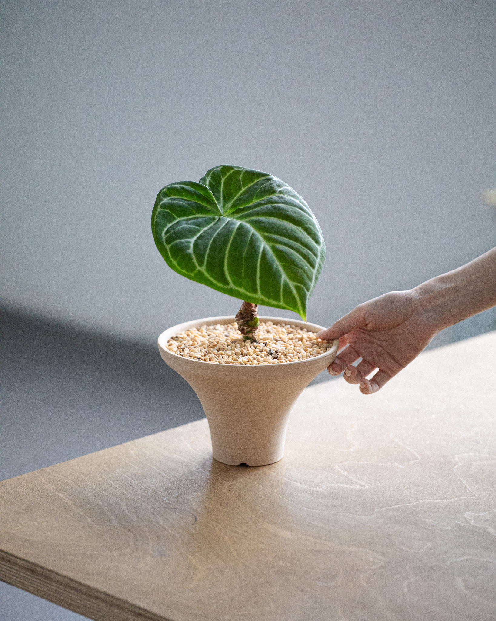 圓葉花燭 — Anthurium