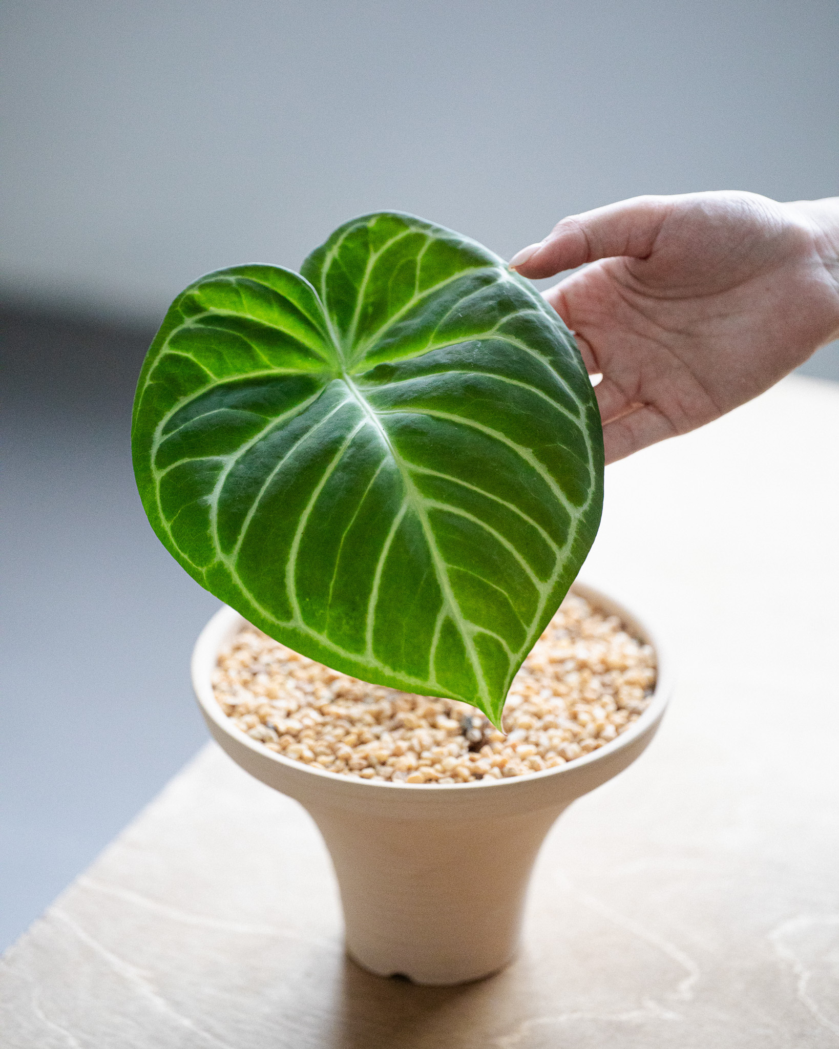 圓葉花燭 — Anthurium