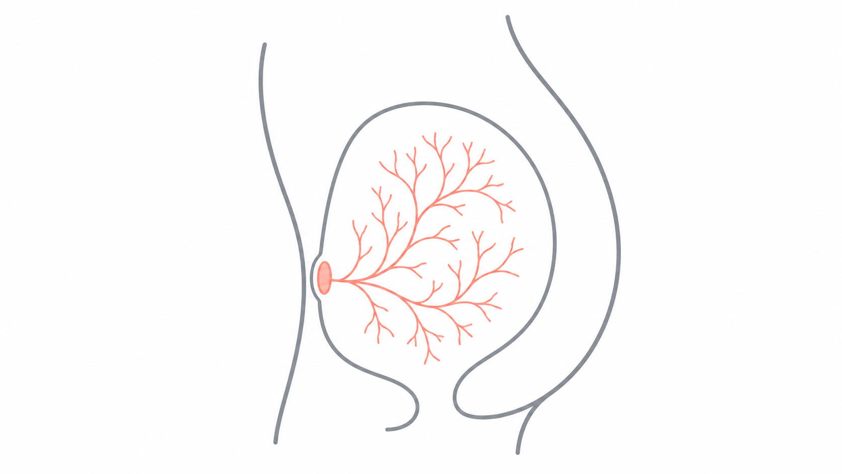 臨床教育式女性骨盆側面圖，以色彩標示陰蒂內部結構和陰道前壁敏感區的關係