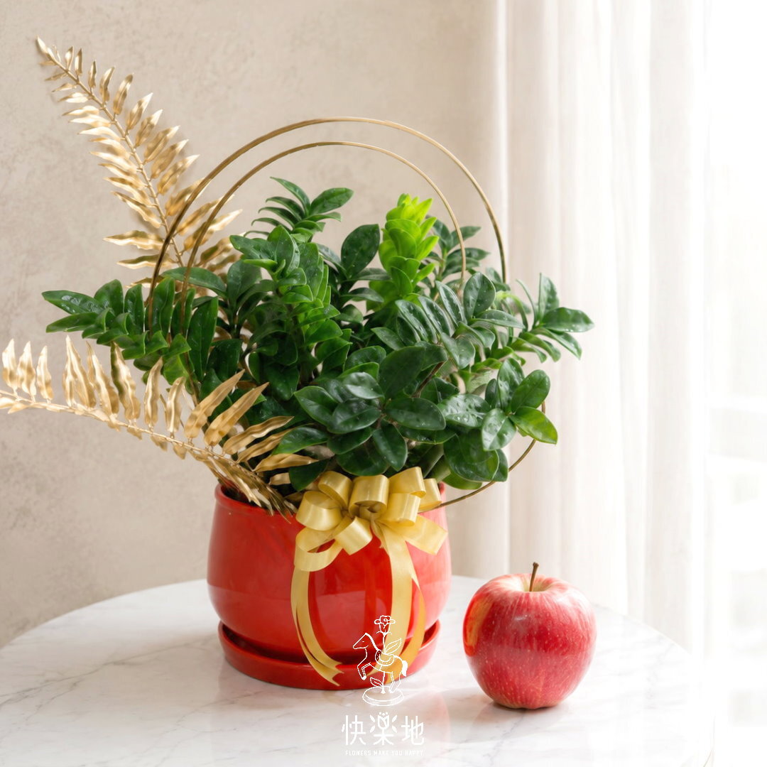 NEW 紅運金璽 I 金璽美鐵芋(*新金錢樹)    GP260388