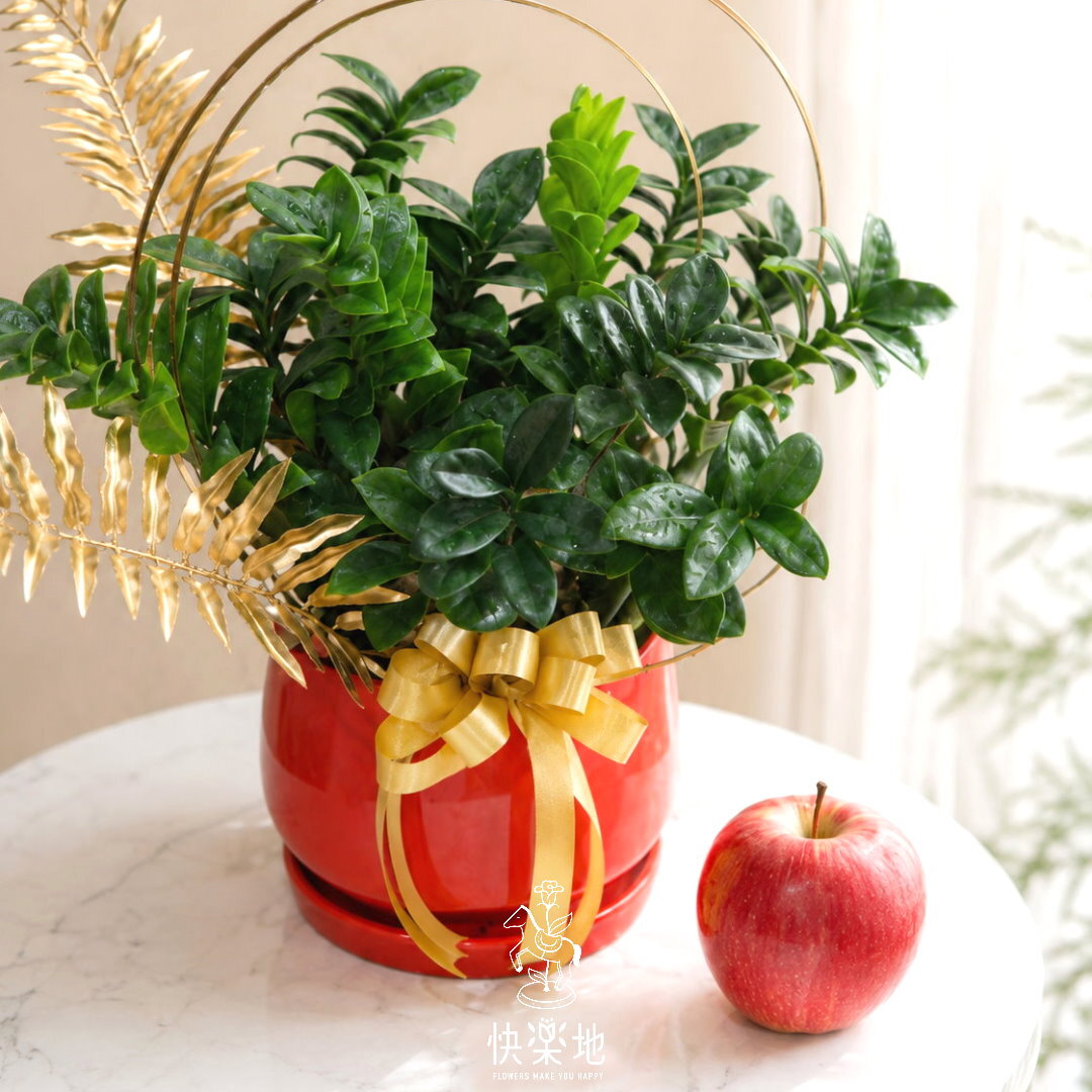 NEW 紅運金璽 I 金璽美鐵芋(*新金錢樹)    GP260388