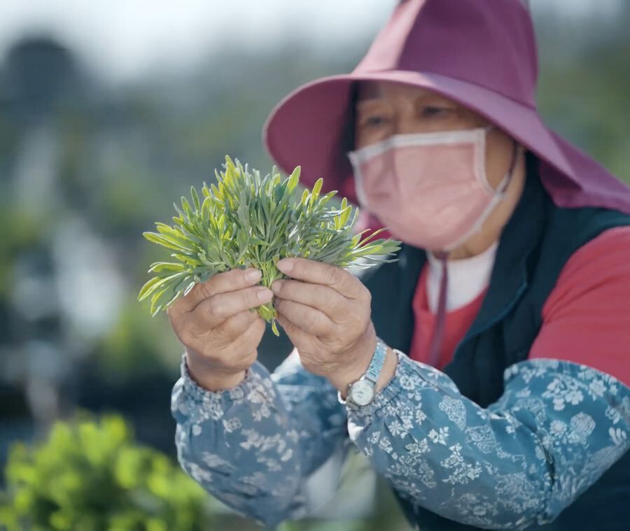 台東自然農法薰衣草