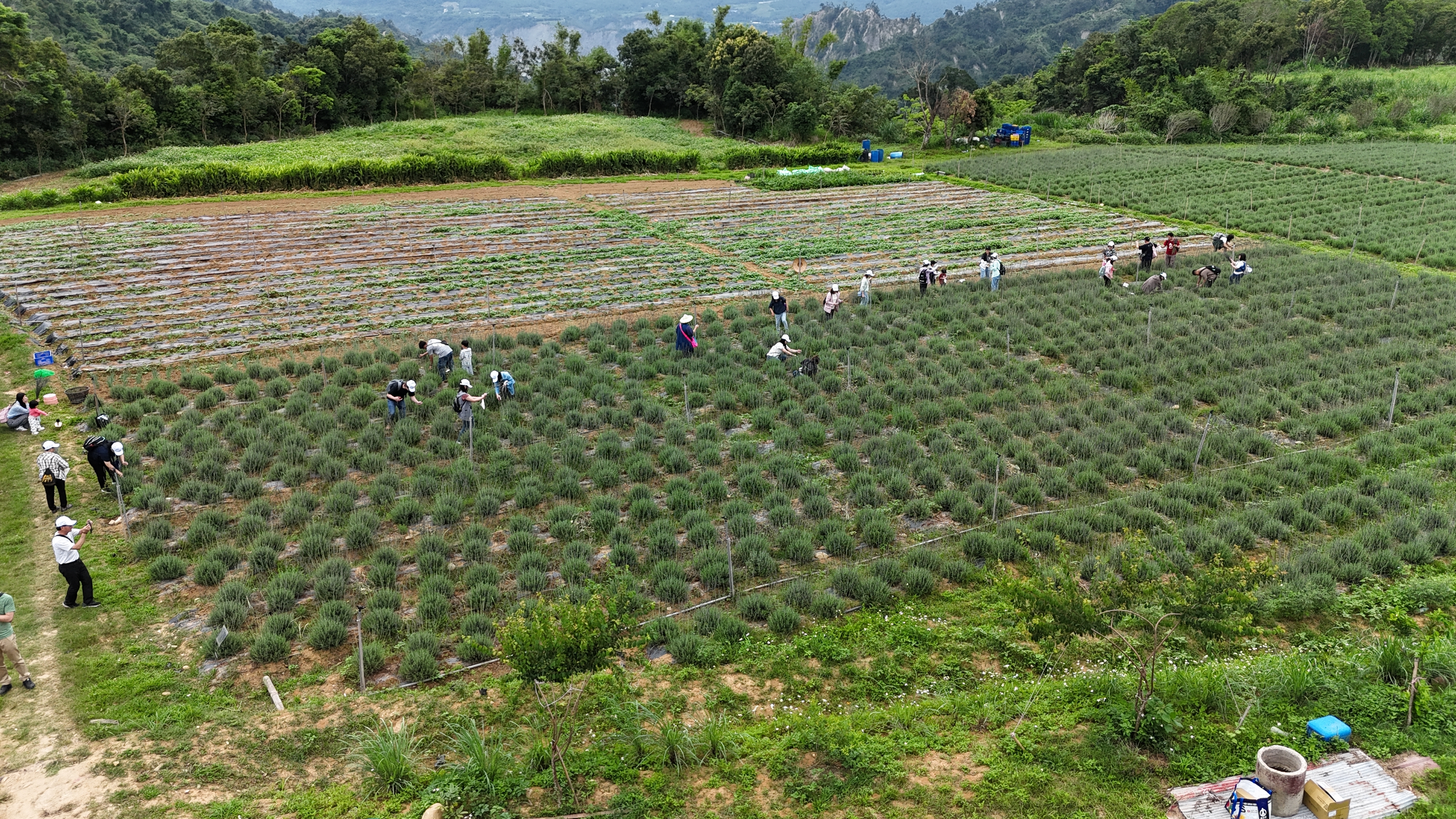 台東初鹿香草田空拍全景——芙彤園契作農場
